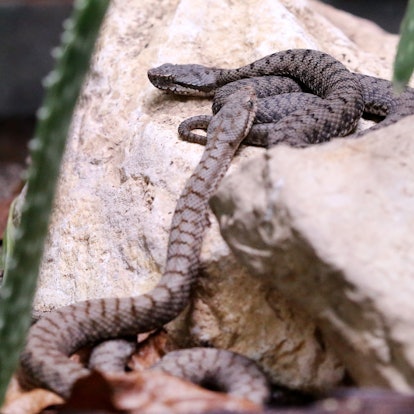 Eine giftige Aspisviper kriecht durch ihr Terrarium im Terrazoo.