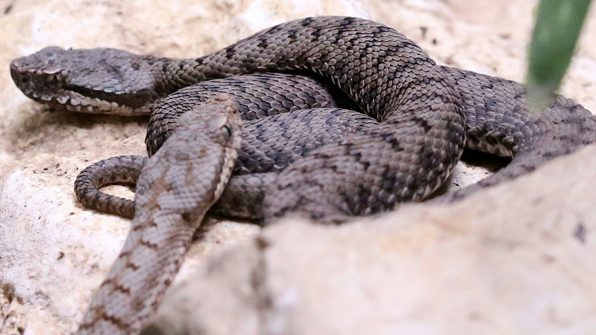 Eine giftige Aspisviper kriecht durch ihr Terrarium im Terrazoo.