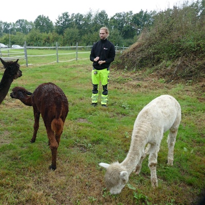 Ein Mann in gelber Arbeitshose beobachtet grasende Alpakas auf einer Wiese.