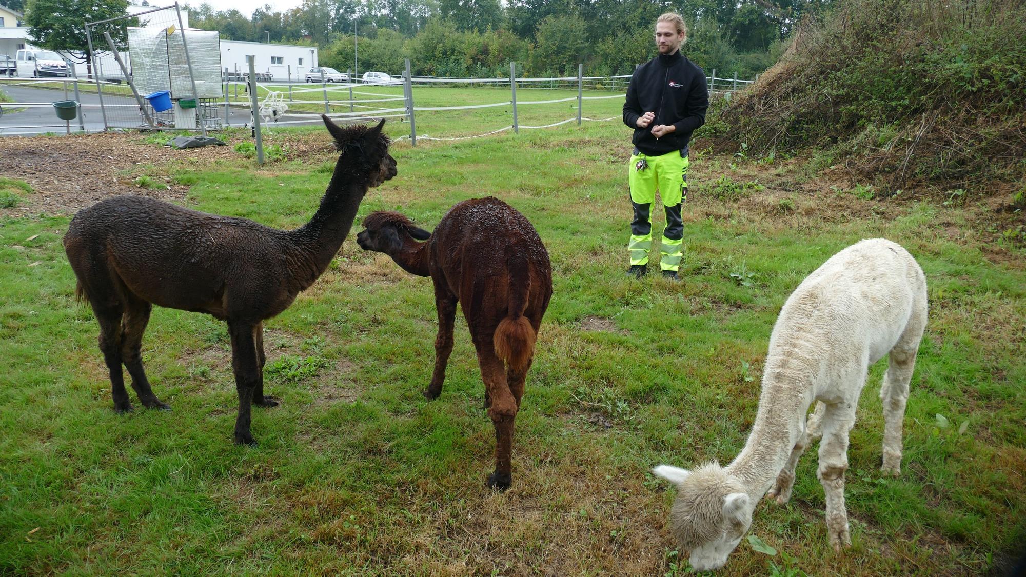 Ein Mann in gelber Arbeitshose beobachtet grasende Alpakas auf einer Wiese.