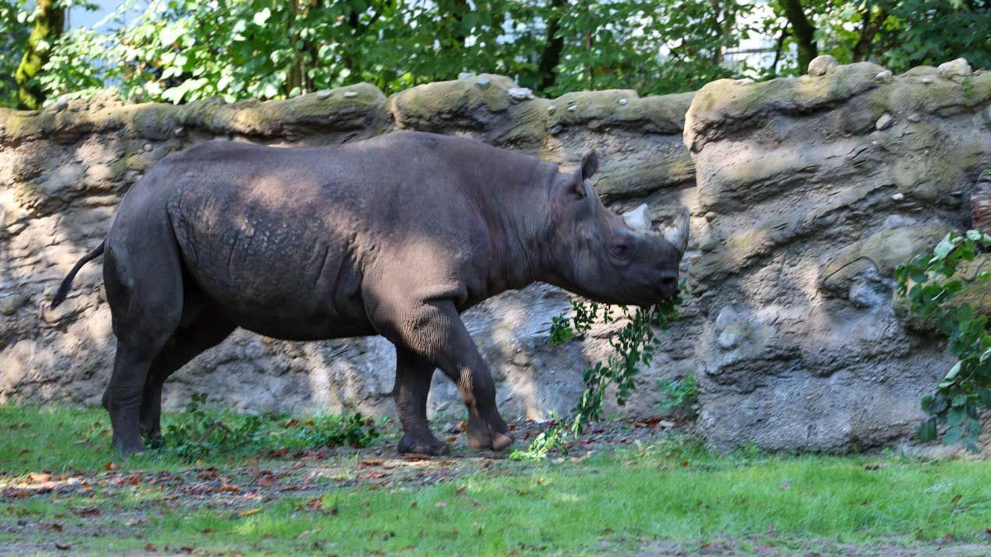 Spitzmaulnashorn Malte zeigt sich kurz im Außengehege.
