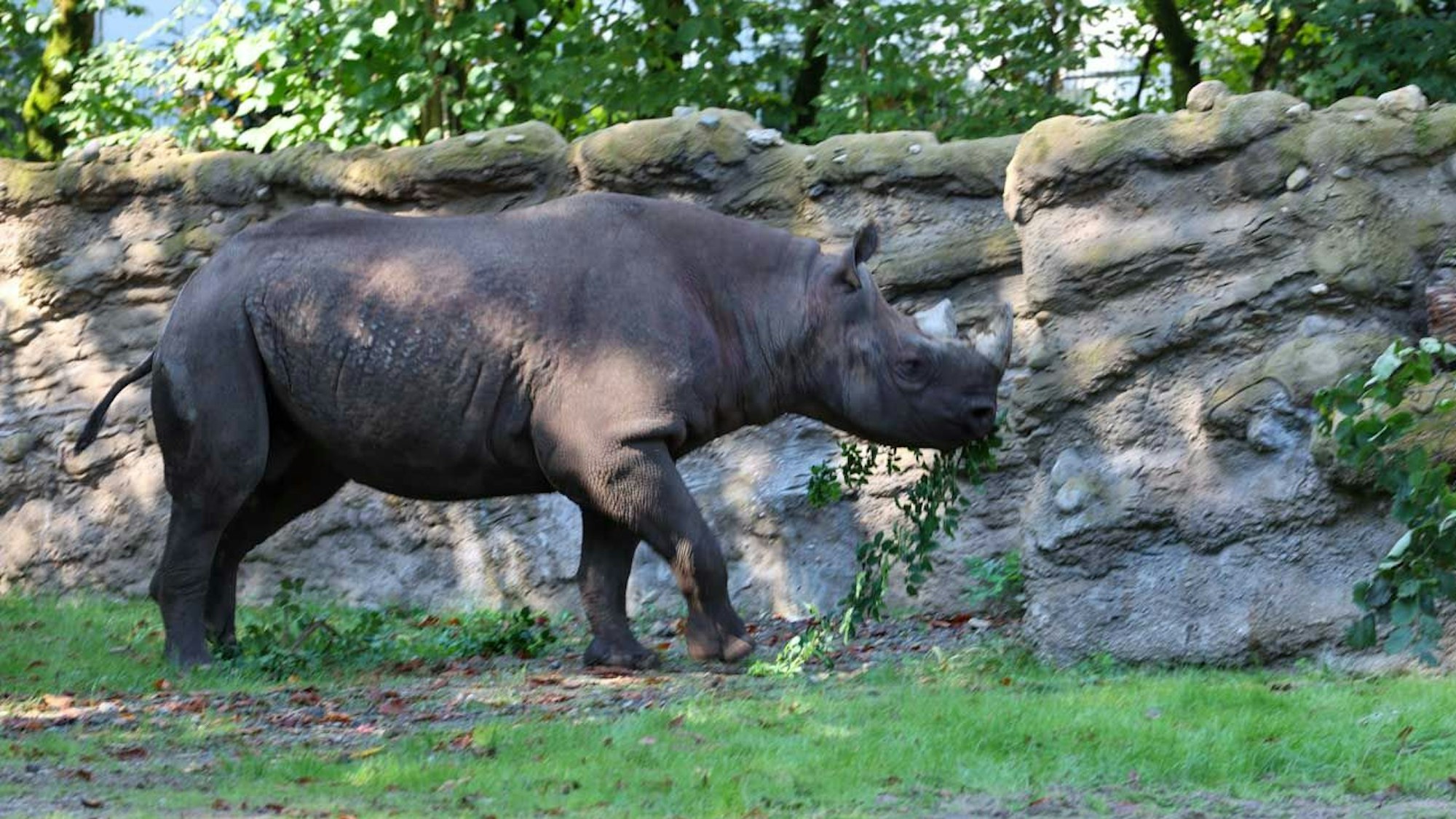 Spitzmaulnashorn Malte zeigt sich kurz im Außengehege.