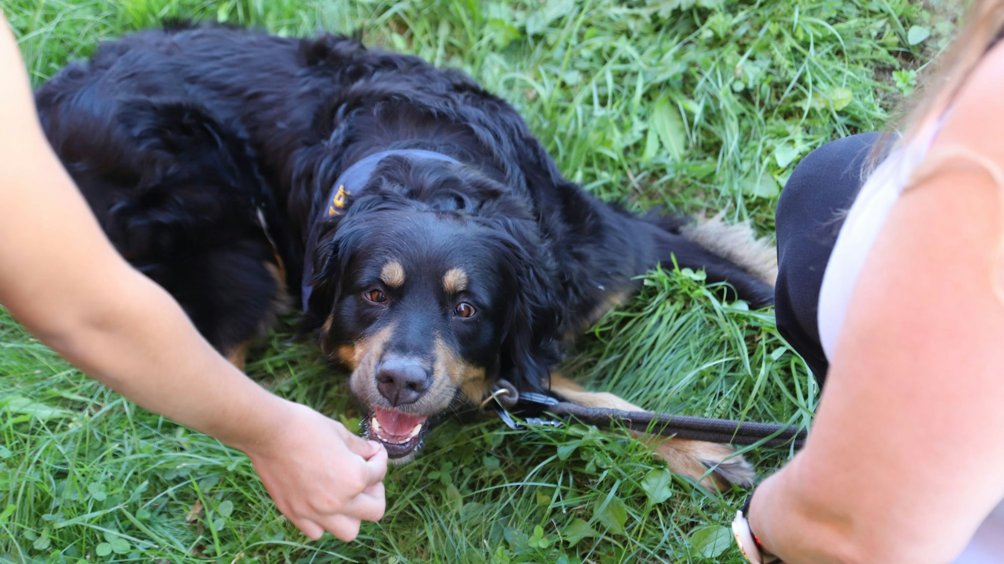Ein Kind füttert einen Hund.
