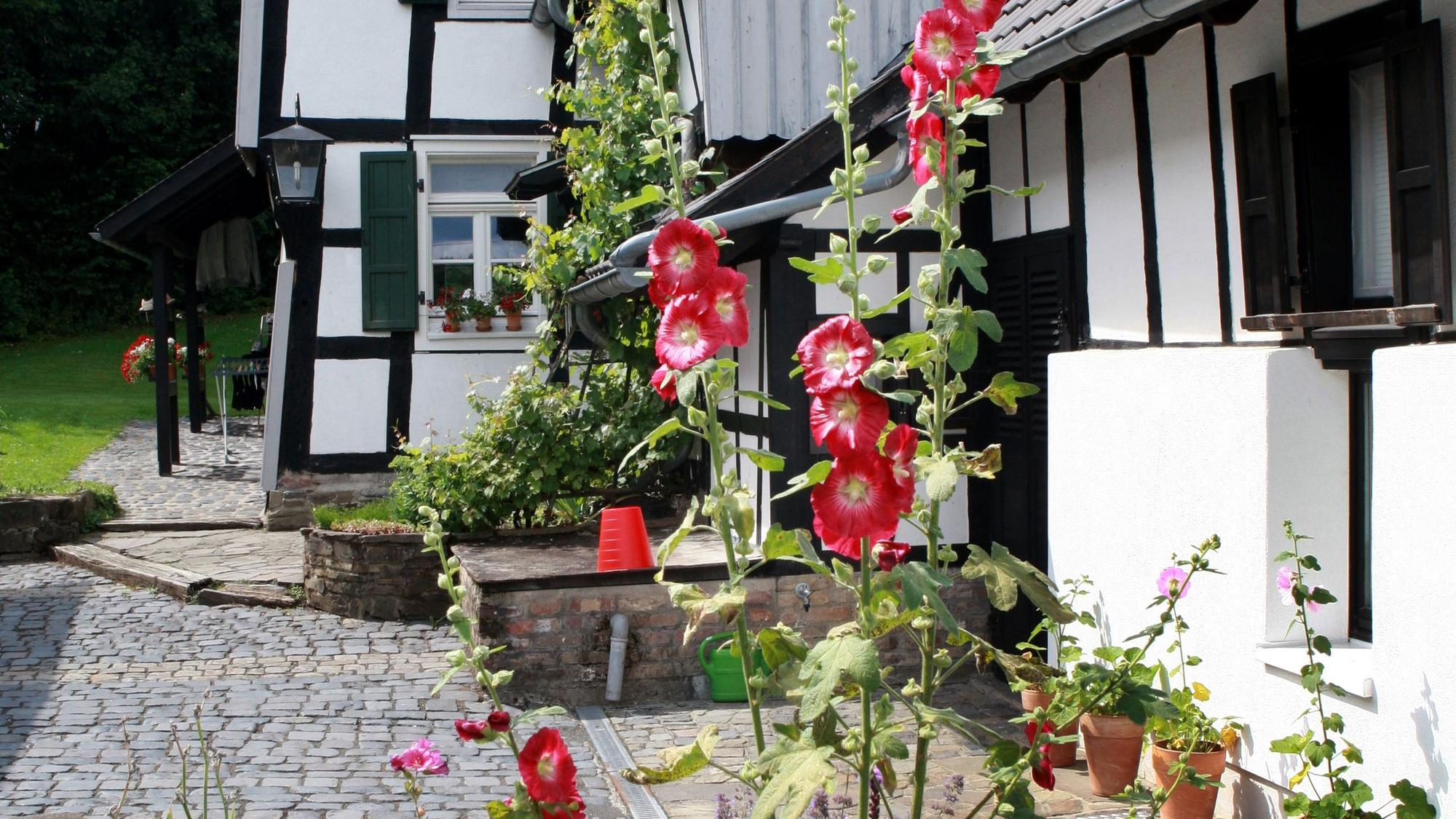 Hinter Blumen ist ein Fachwerkhaus in Ingersauel im Naafbachtal bei Neunkirchen-Seelscheid zu sehen.