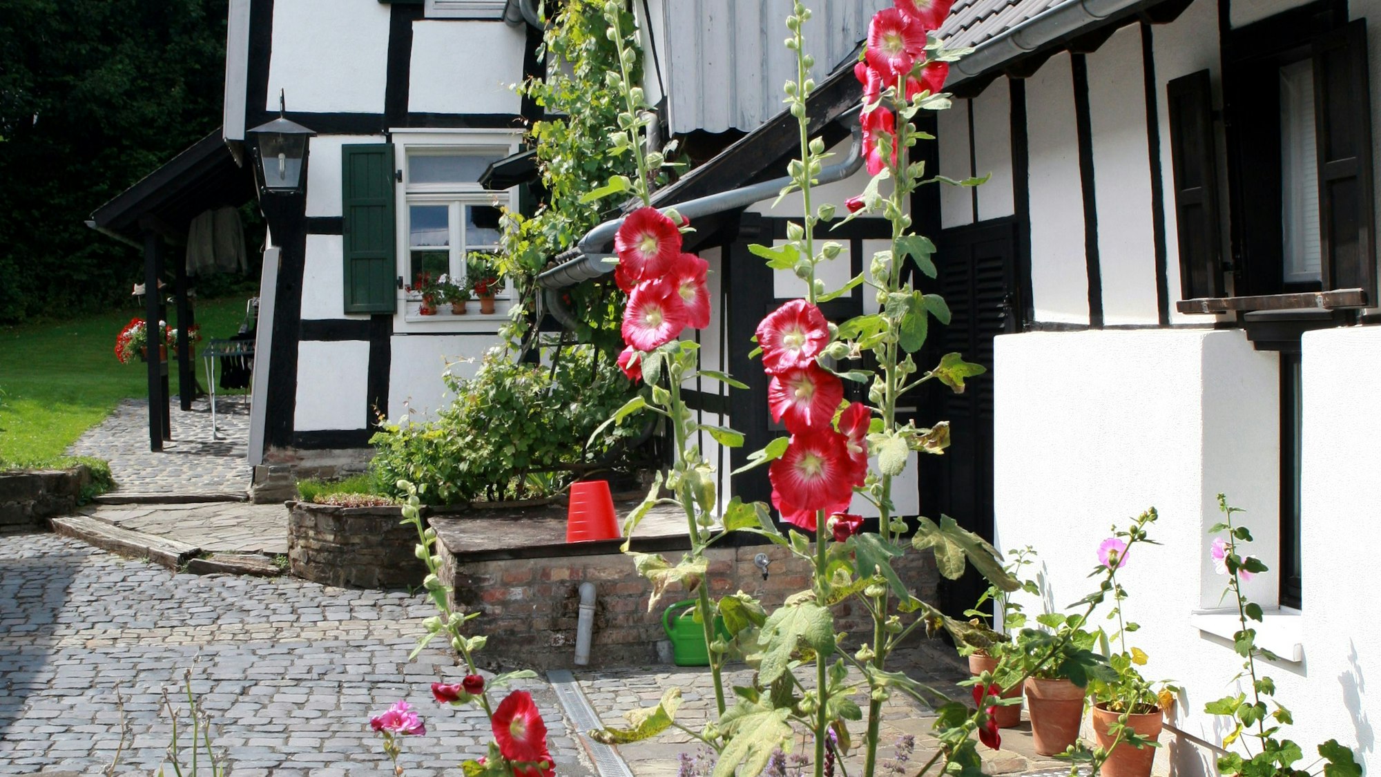 Hinter Blumen ist ein Fachwerkhaus in Ingersauel im Naafbachtal bei Neunkirchen-Seelscheid zu sehen.