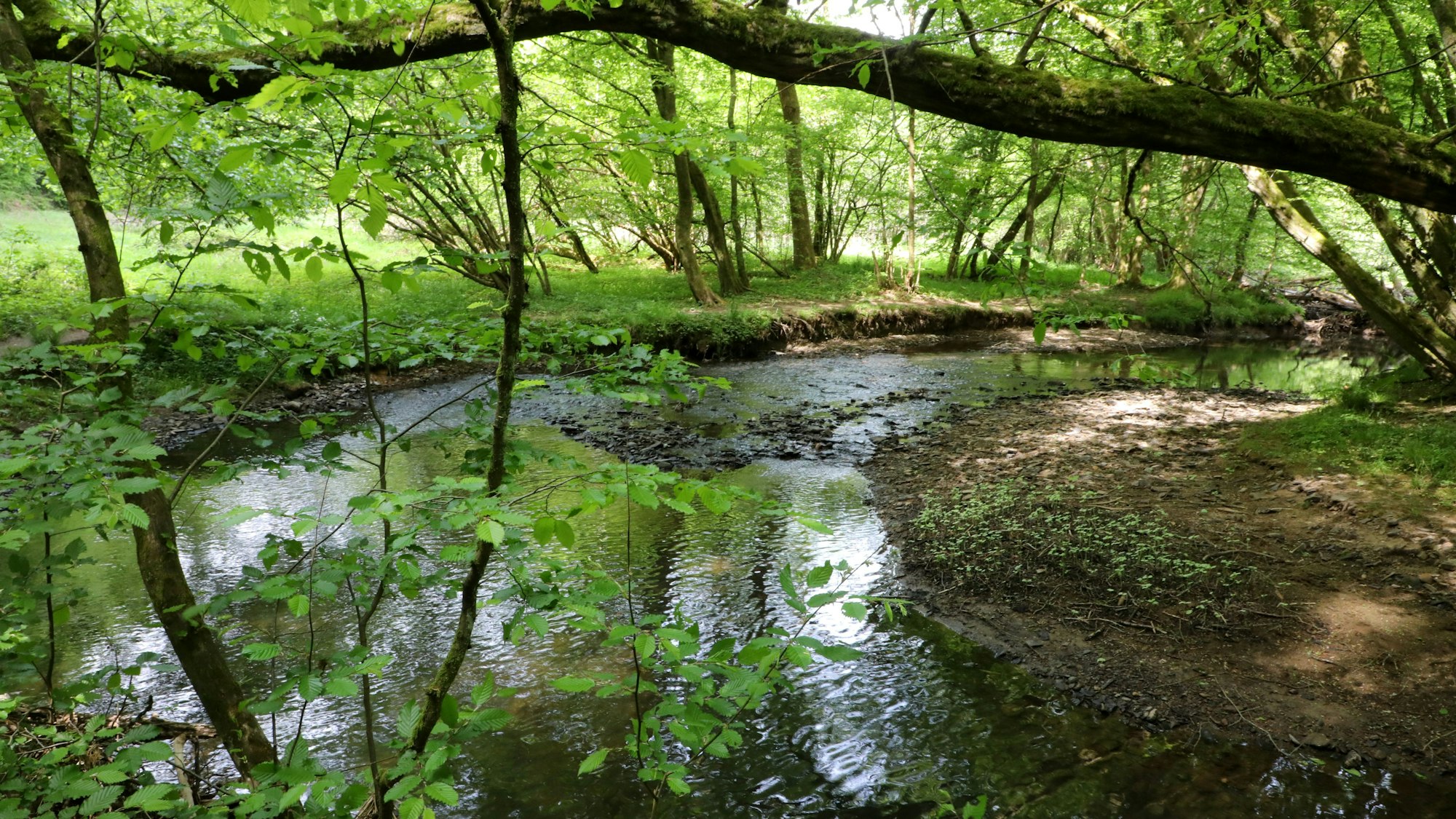 Ein Bach fließt unter Bäumen hindurch.