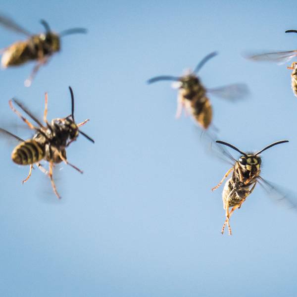 Ein Schwarm Wespen fliegt heran.