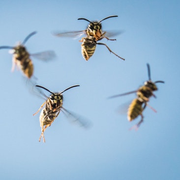 Ein Schwarm Wespen fliegt heran.