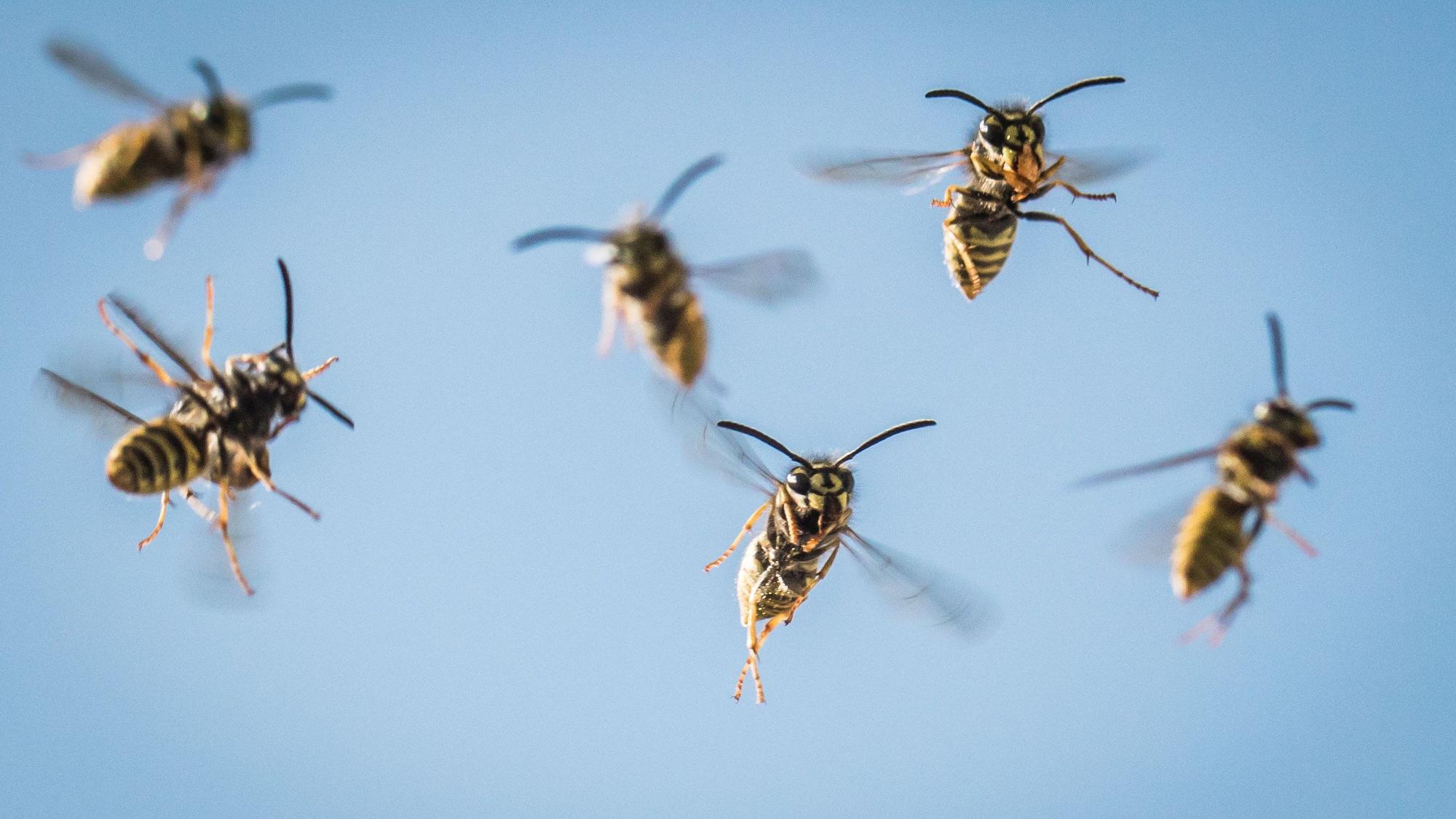 Allergische Reaktion: Wie Sie sich nach einem Wespenstich verhalten