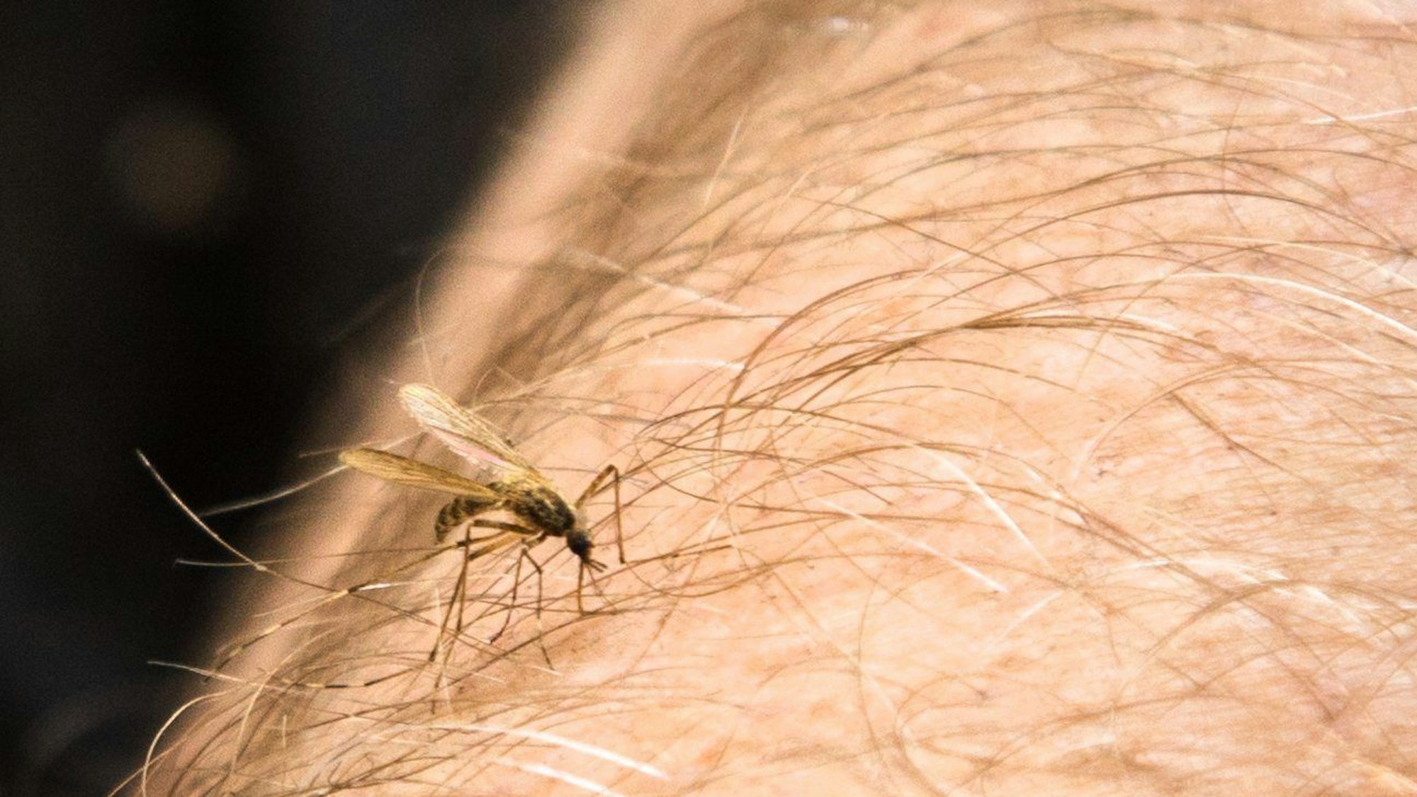 Eine Mücke sitzt auf dem Arm einer Person. (Symbolbild)