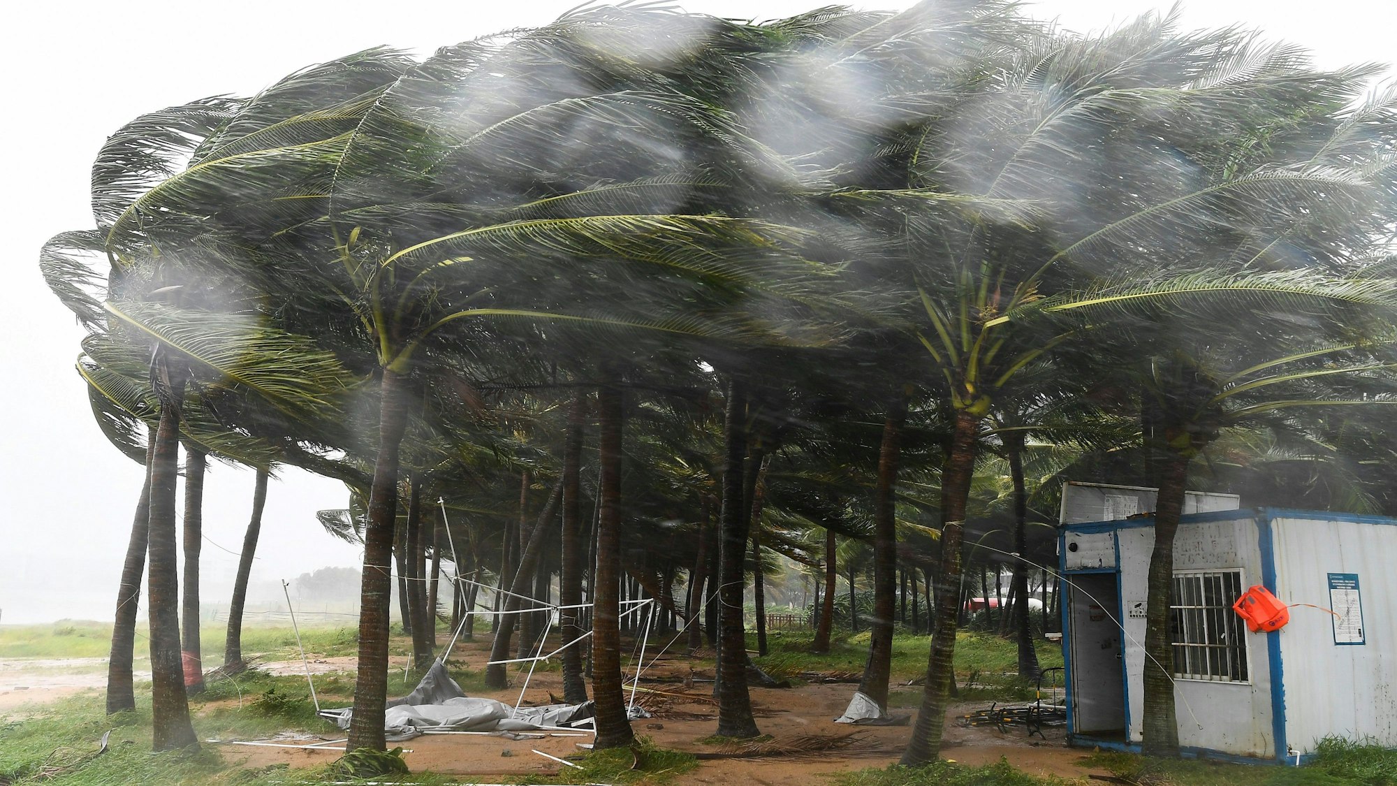 Auf diesem von der Nachrichtenagentur Xinhua via AP veröffentlichten Foto sind vom Taifun «Yagi» betroffene Kokosnussbäume entlang einer Straße im chinesischen Haikou zu sehen.