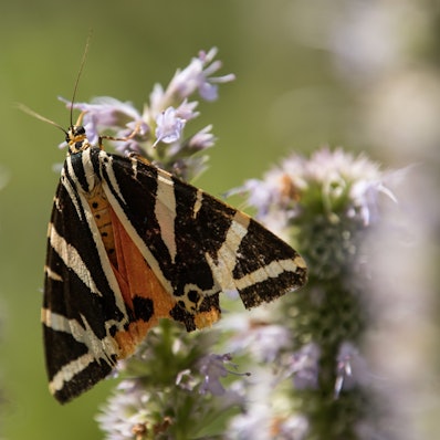 Der Schmetterling „Russischer Bär“ heißt auch „Spanische Flagge“.