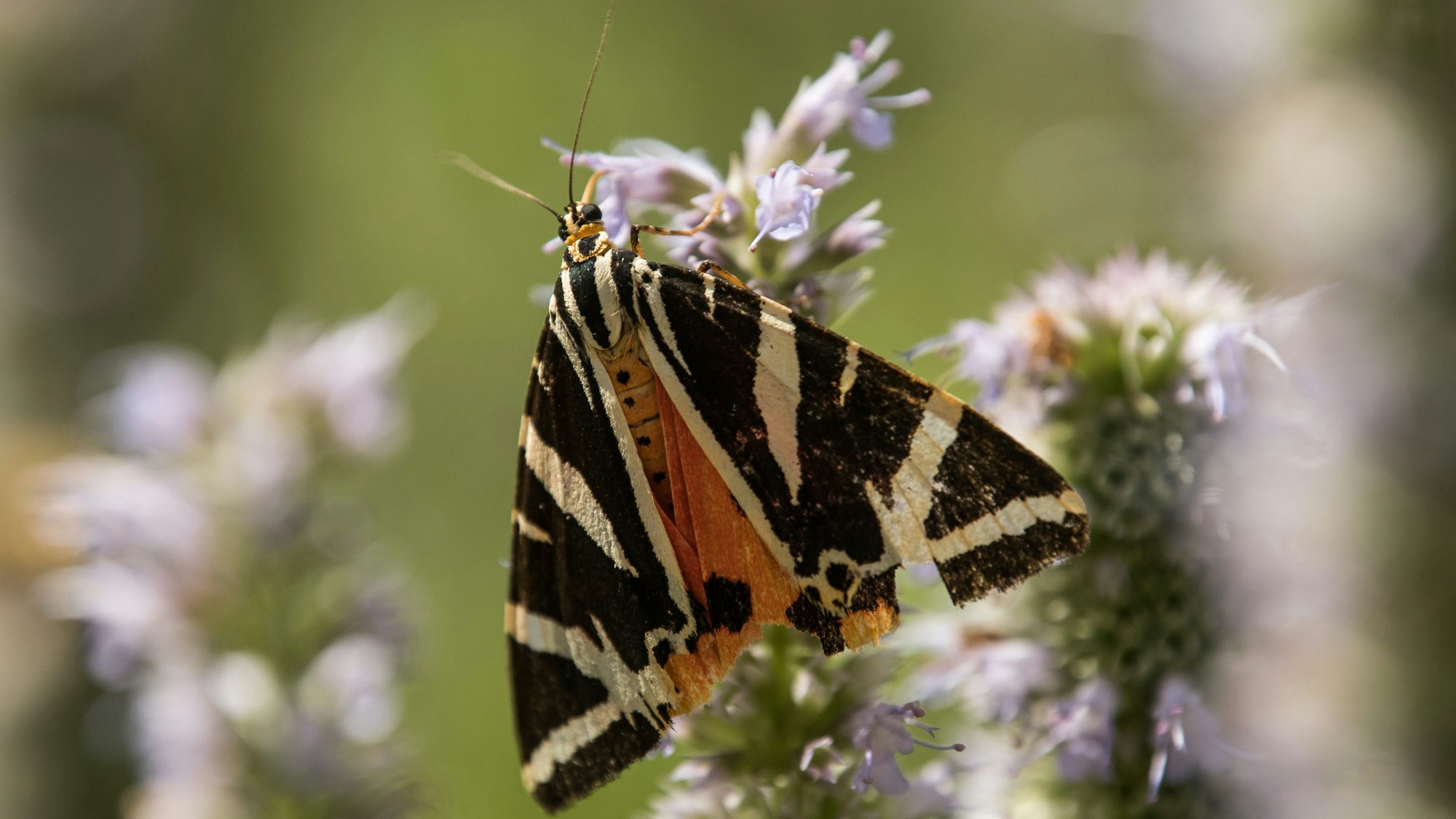Der Schmetterling „Russischer Bär“ heißt auch „Spanische Flagge“.