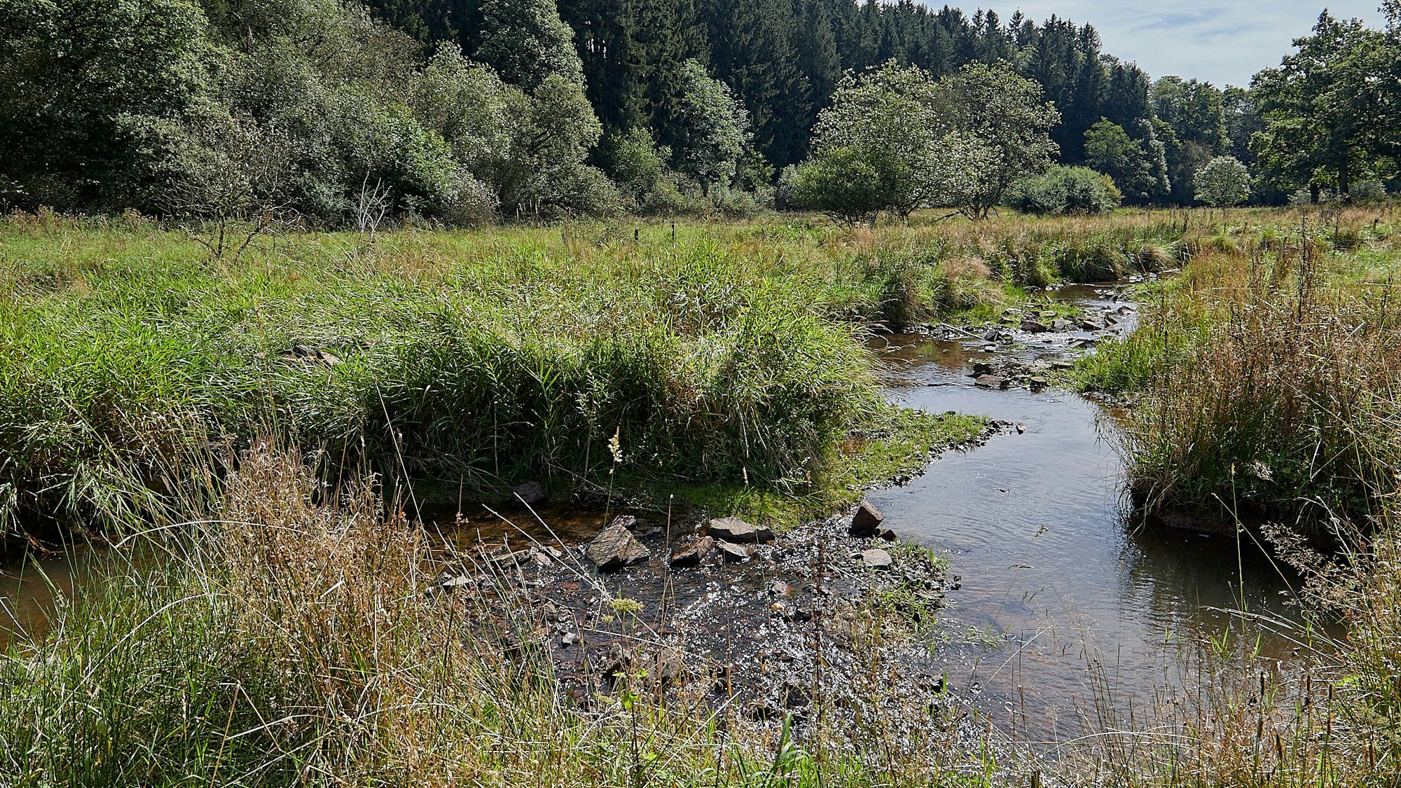 Ein Gewässer liegt zwischen hohen Gräsern und Bäumen.