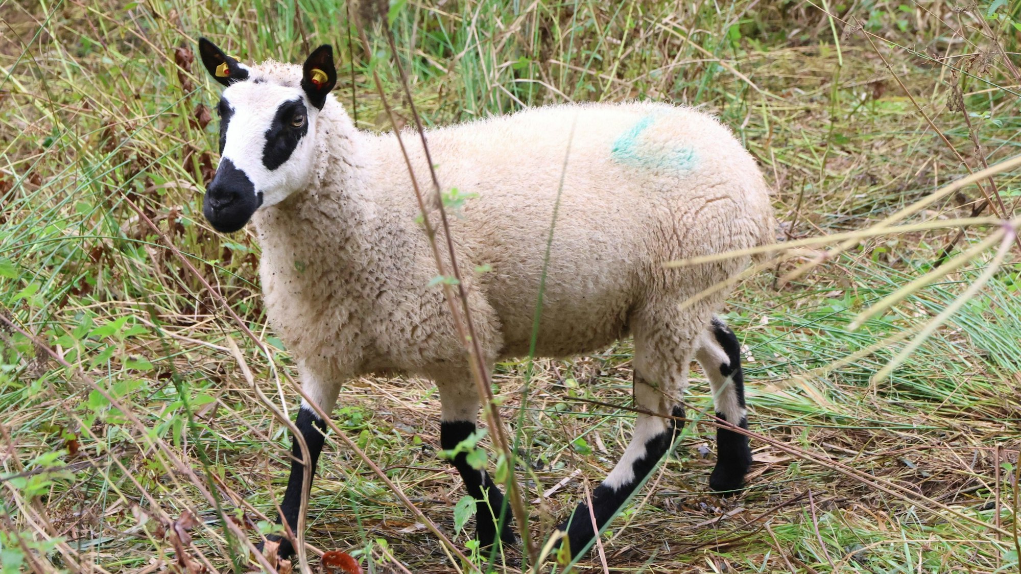 Ein weiß-schwarzes Schaf auf einer Wiese.