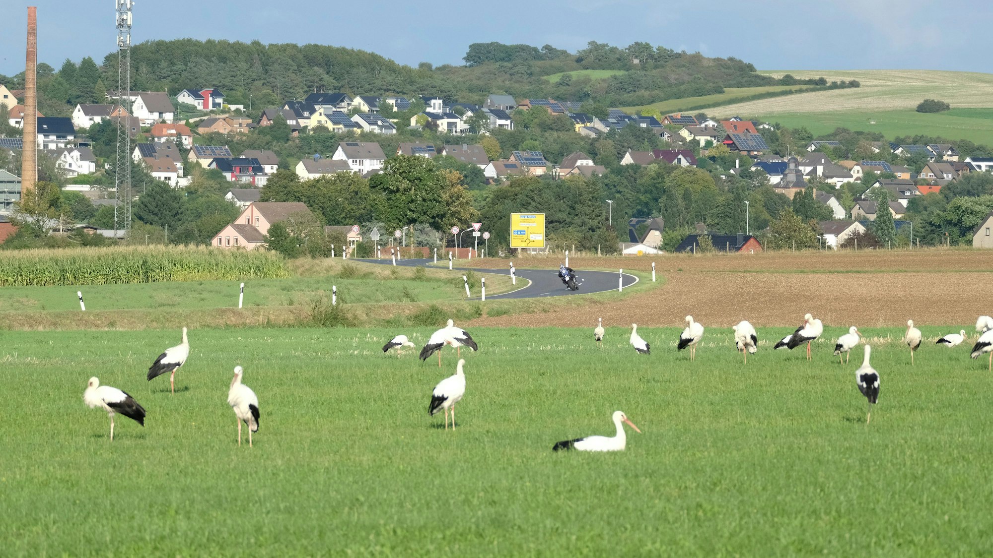 Störche rasten auf einer Wiese. Im Hintergrund stehen Häuser.