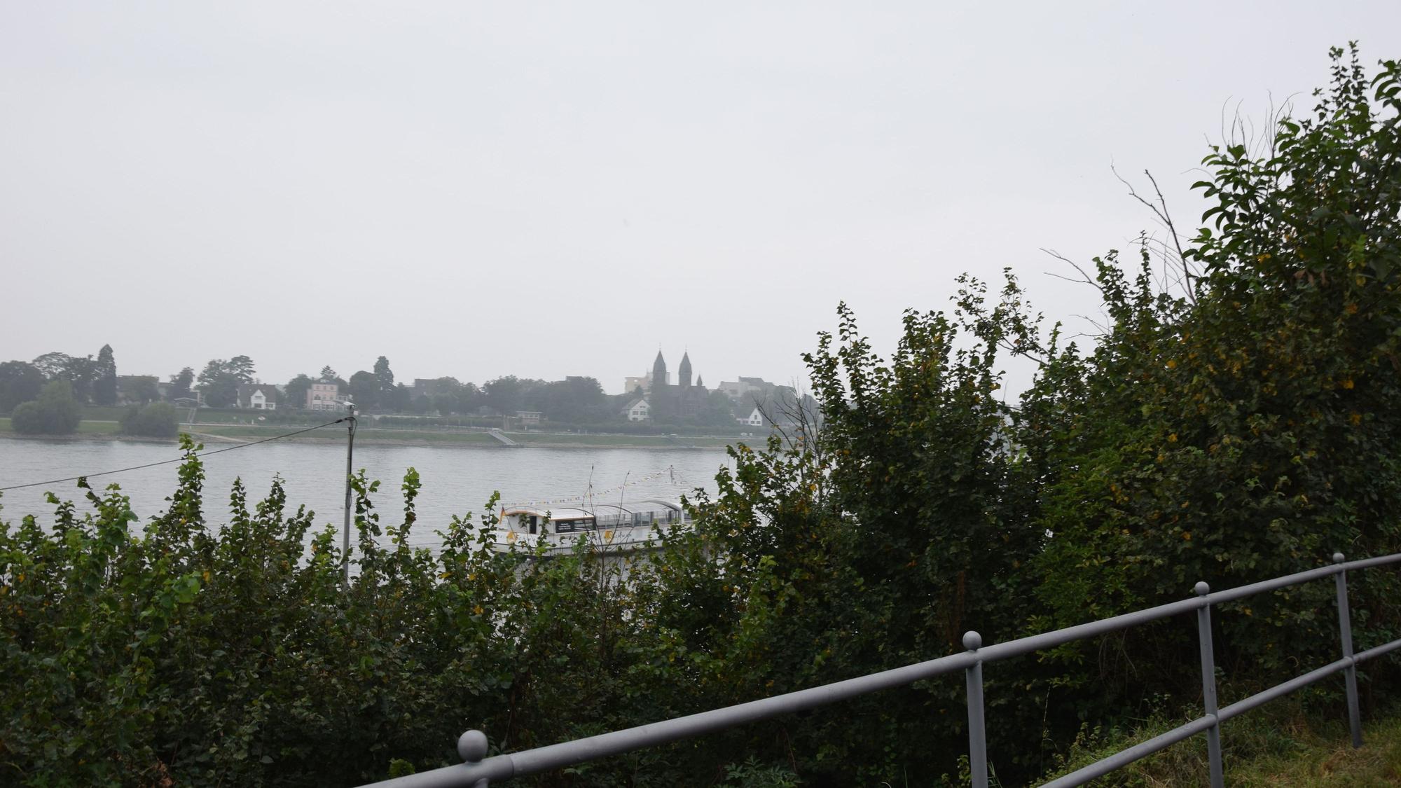Blick auf Rhein hinter Gebüsch