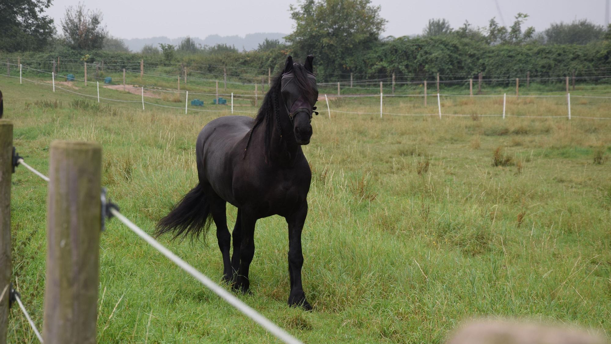 Ein Pferd auf einer Wiese