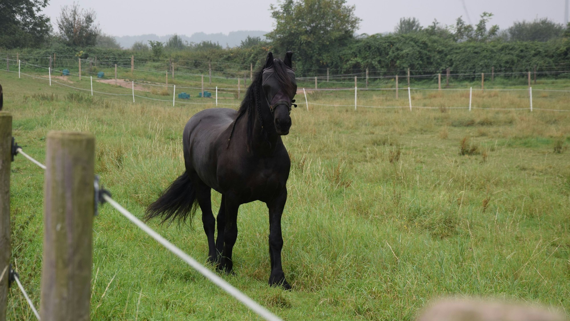 Ein Pferd auf einer Wiese