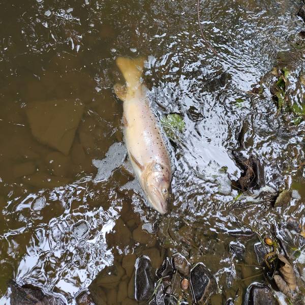 Ein toter Fisch im Wasser.