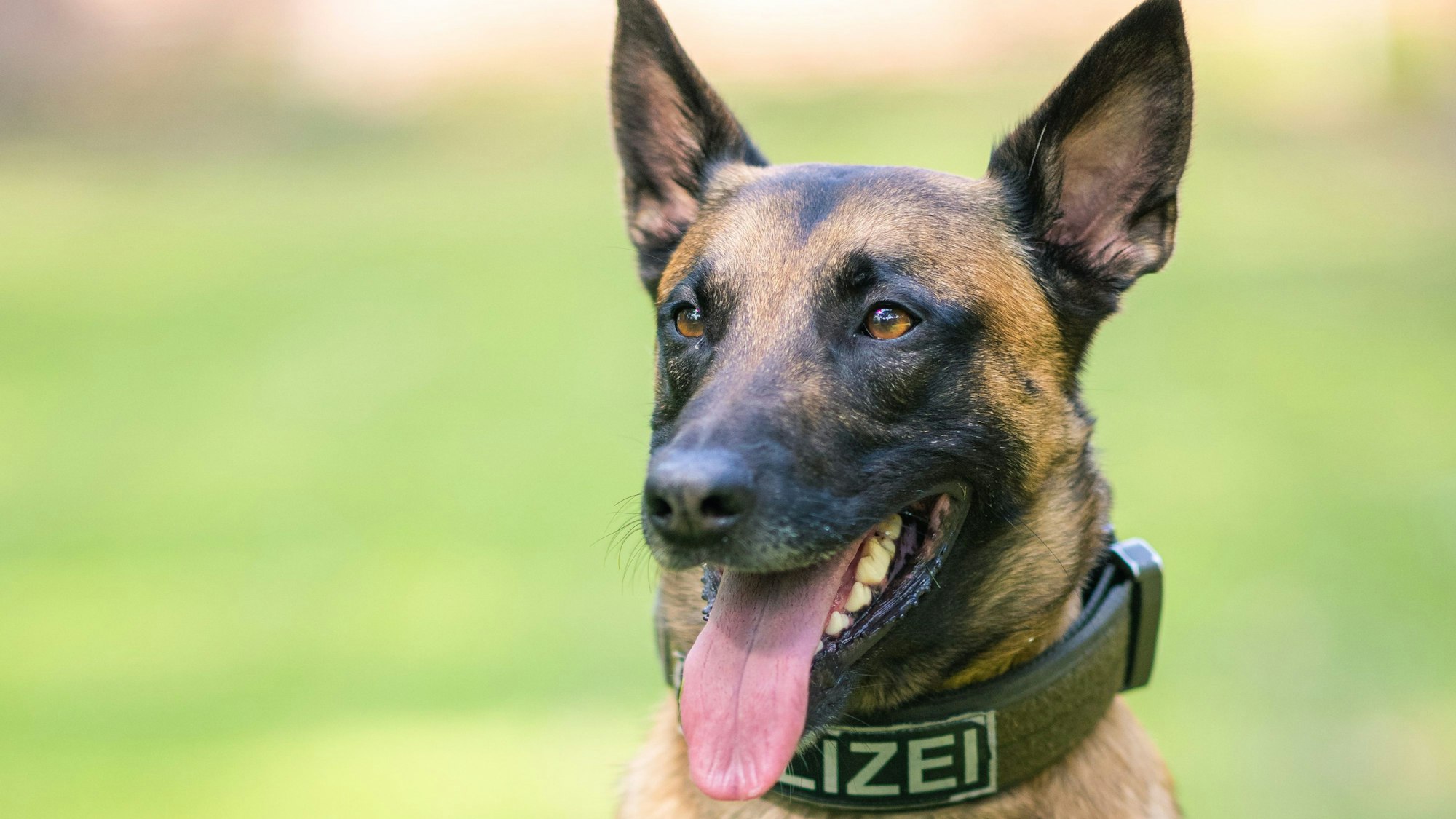 Ein Diensthund der Polizei sitzt auf einer Wiese.