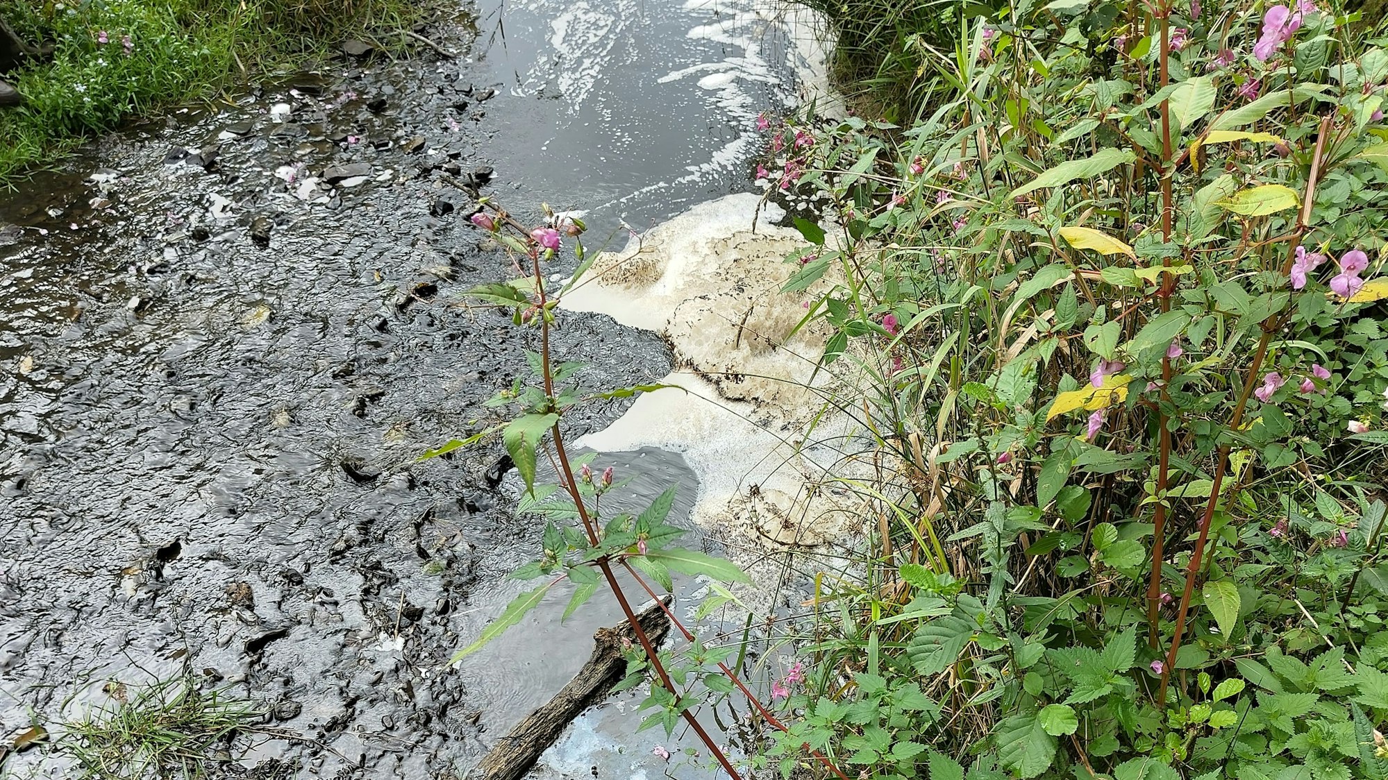 Mit Gülle verschmutztes Wasser.