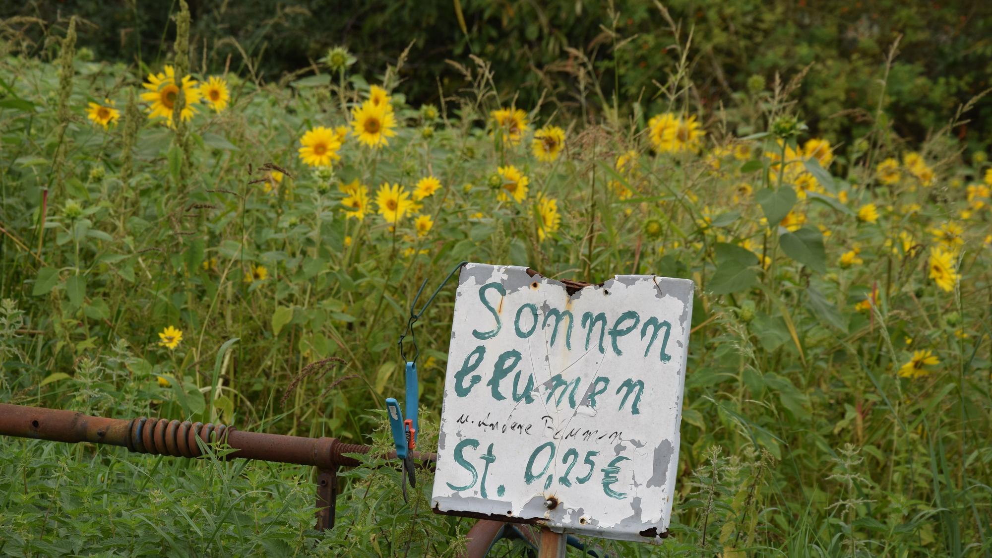 Sonnenblumenfeld