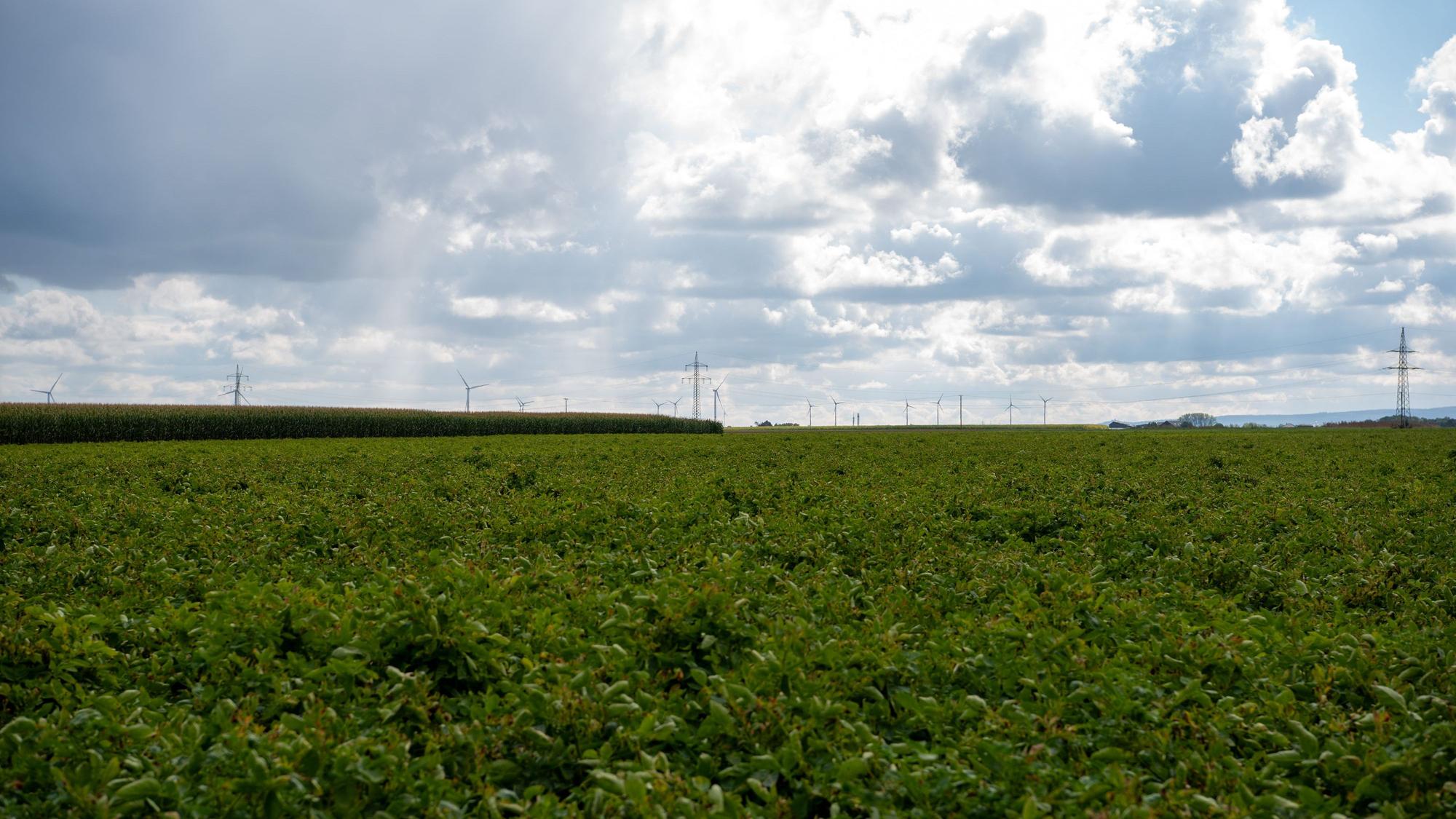 Hinter Kartoffel- und Maisfeldern sind am Horizont Windräder zu sehen.