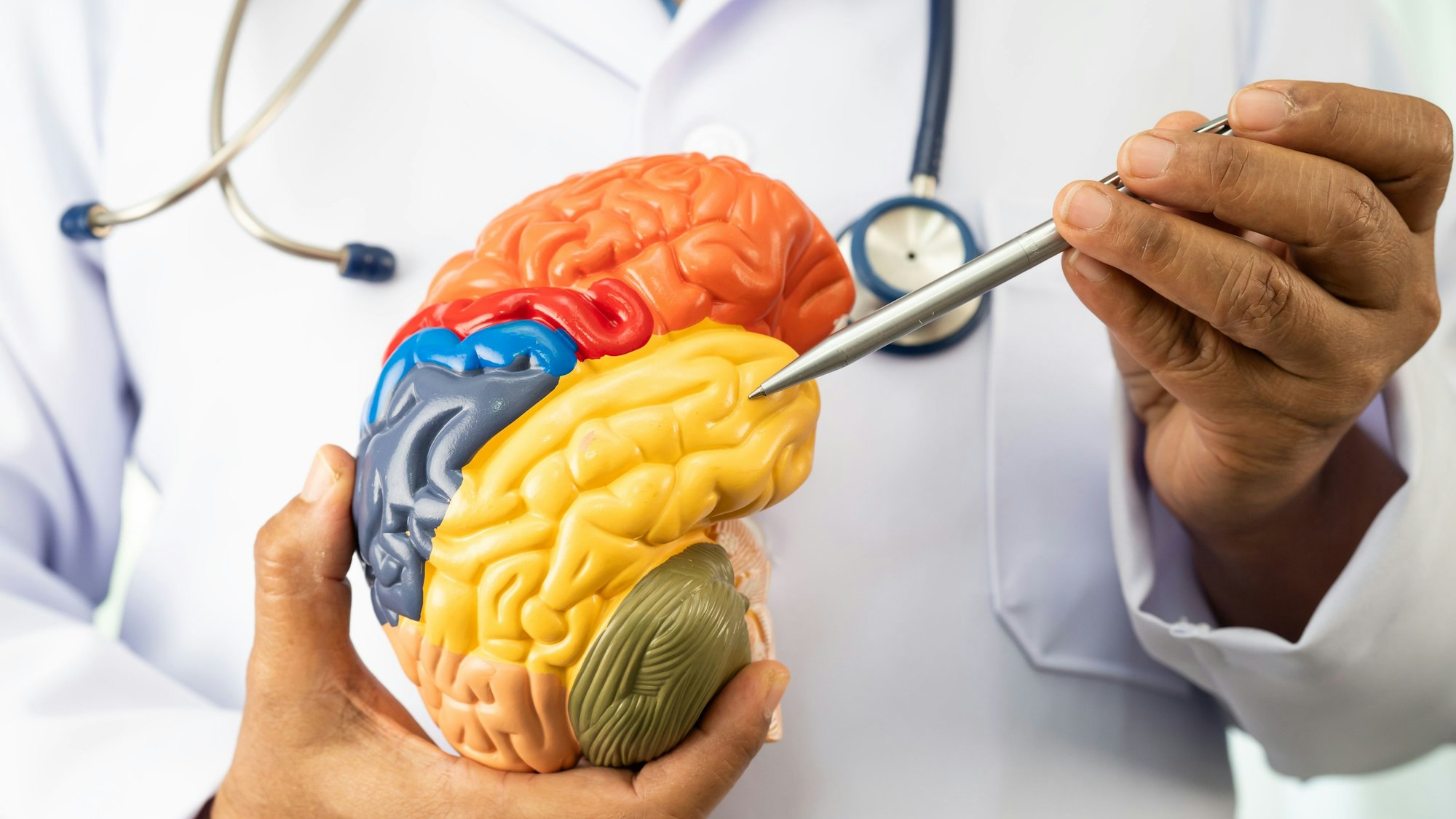 Ein Arzt hält ein Modell eines Gehirns und deutet mit einem Stift auf einen Bereich des Modells.