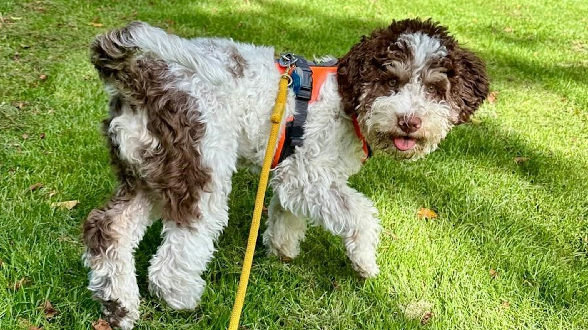 Auf dem Bild ist ein Welpe zu sehen.