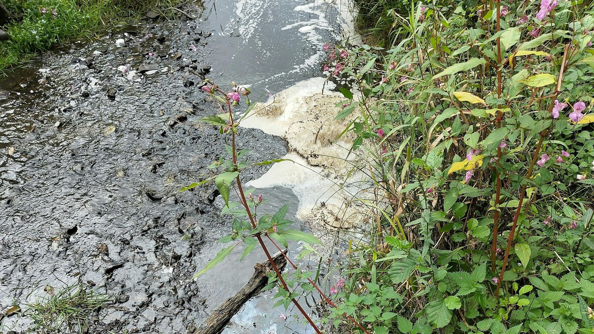 Das Foto zeigt Gülle im Neyebach.