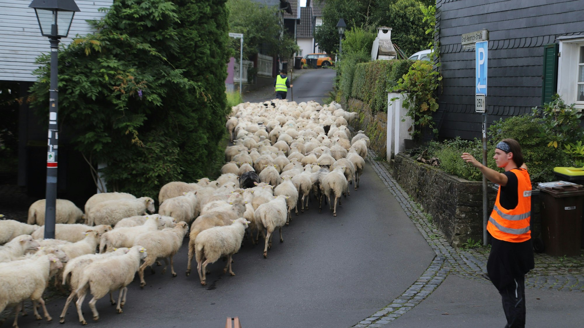 Eine Schafherde wird über die Straße getrieben.