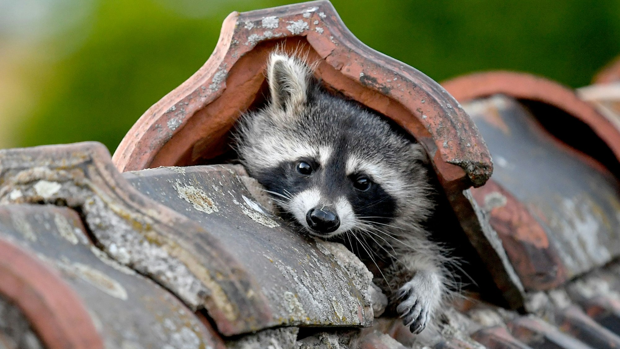 Ein Waschbär guckt aus seinem Versteck unter Dachpfannen hervor.