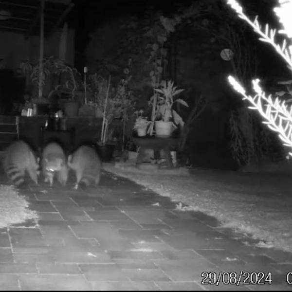 Waschbären sind in einem Videostandbild in einem Garten in Odenthal zu sehen.