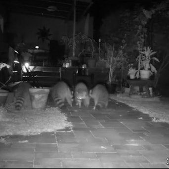 Waschbären sind in einem Videostandbild in einem Garten in Odenthal zu sehen.