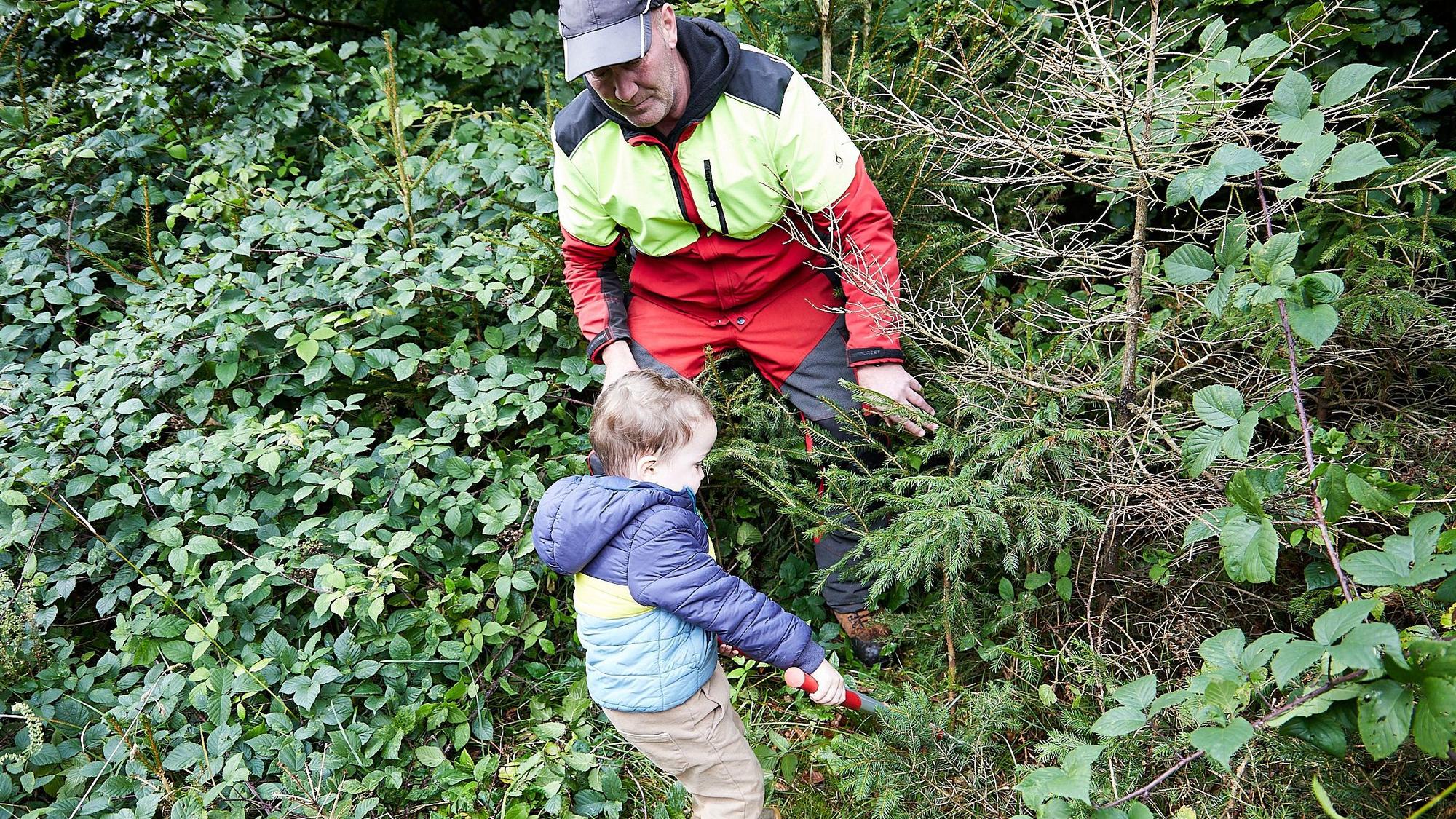 Ein dreijähriger Junge hat ein Arbeitsgerät in der rechten Hand und versucht, damit eine junge Fichte aus einem Wald zu entfernen. Ein Mann passt auf ihn auf.