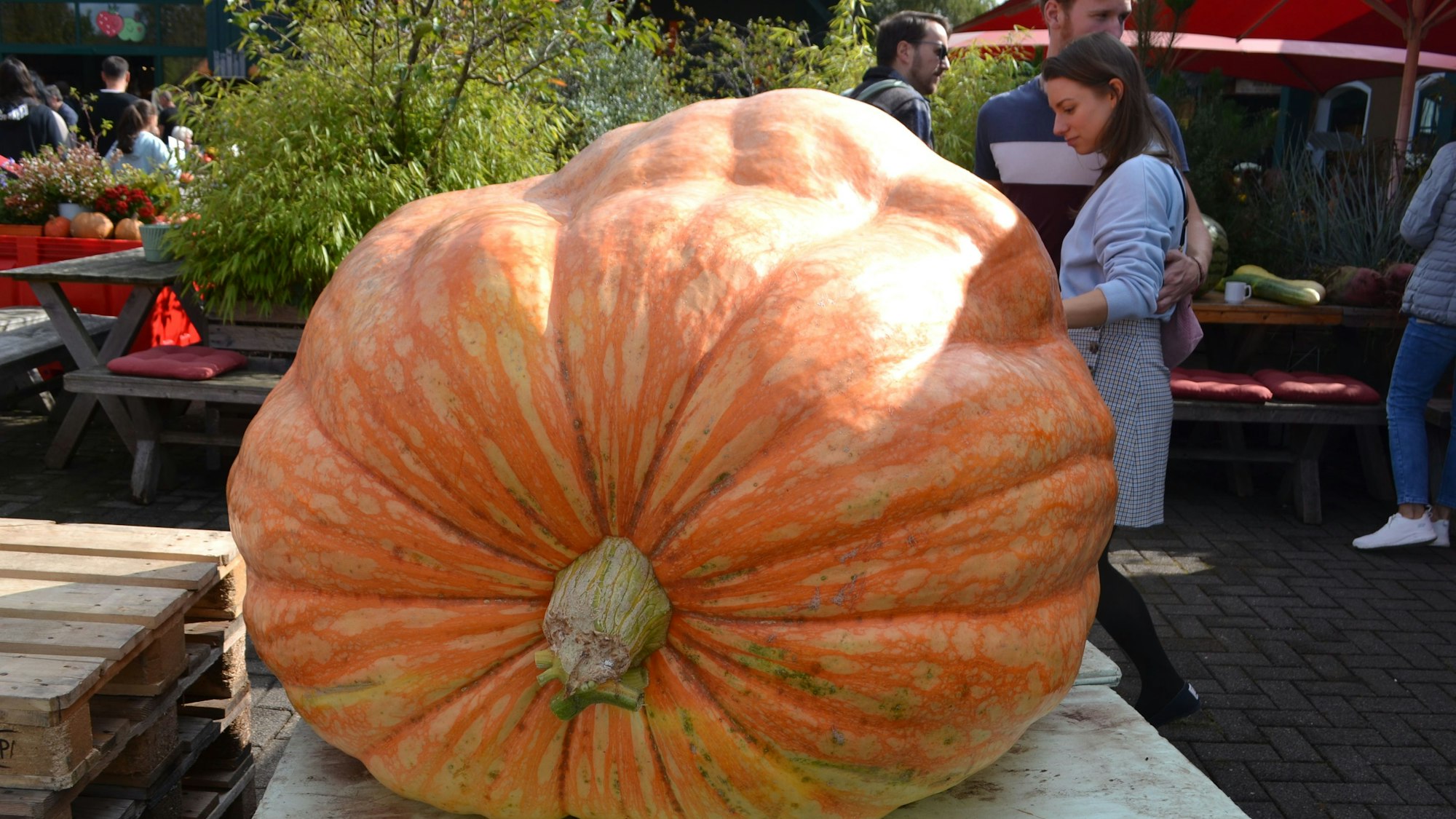 Kürbiswettwiegen auf dem Krewelshof in Lohmar.
Auf dem Krewelshof gab es ungewöhnlich großes Gemüse zu entdecken.