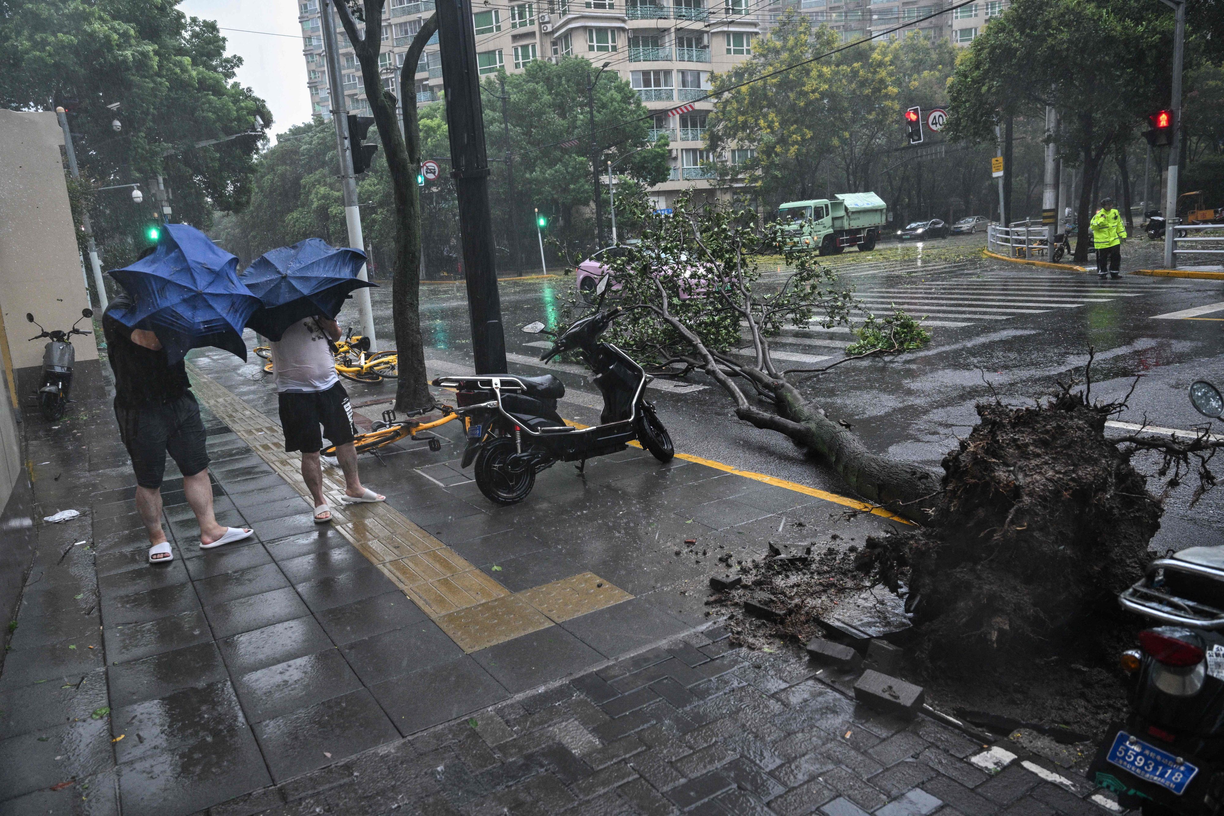 Fußgänger gehen an einem entwurzelten Baum auf einer Straße in Shanghai vorbei.