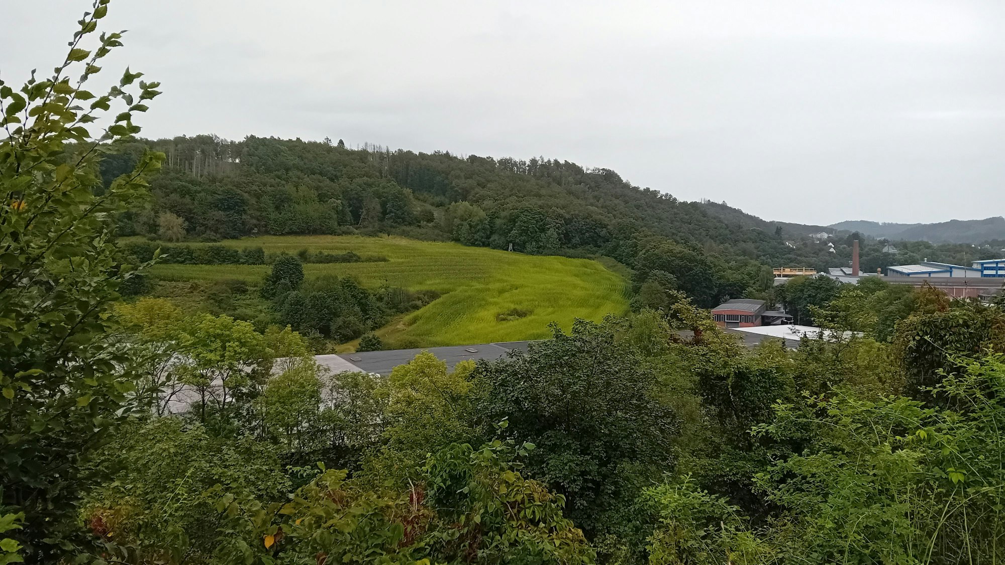 Eine Wiese oberhalb des Wiehltals.