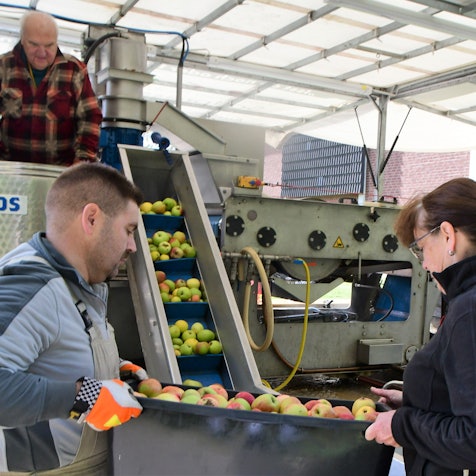Menschen füllen Äpfel auf ein Förderband.