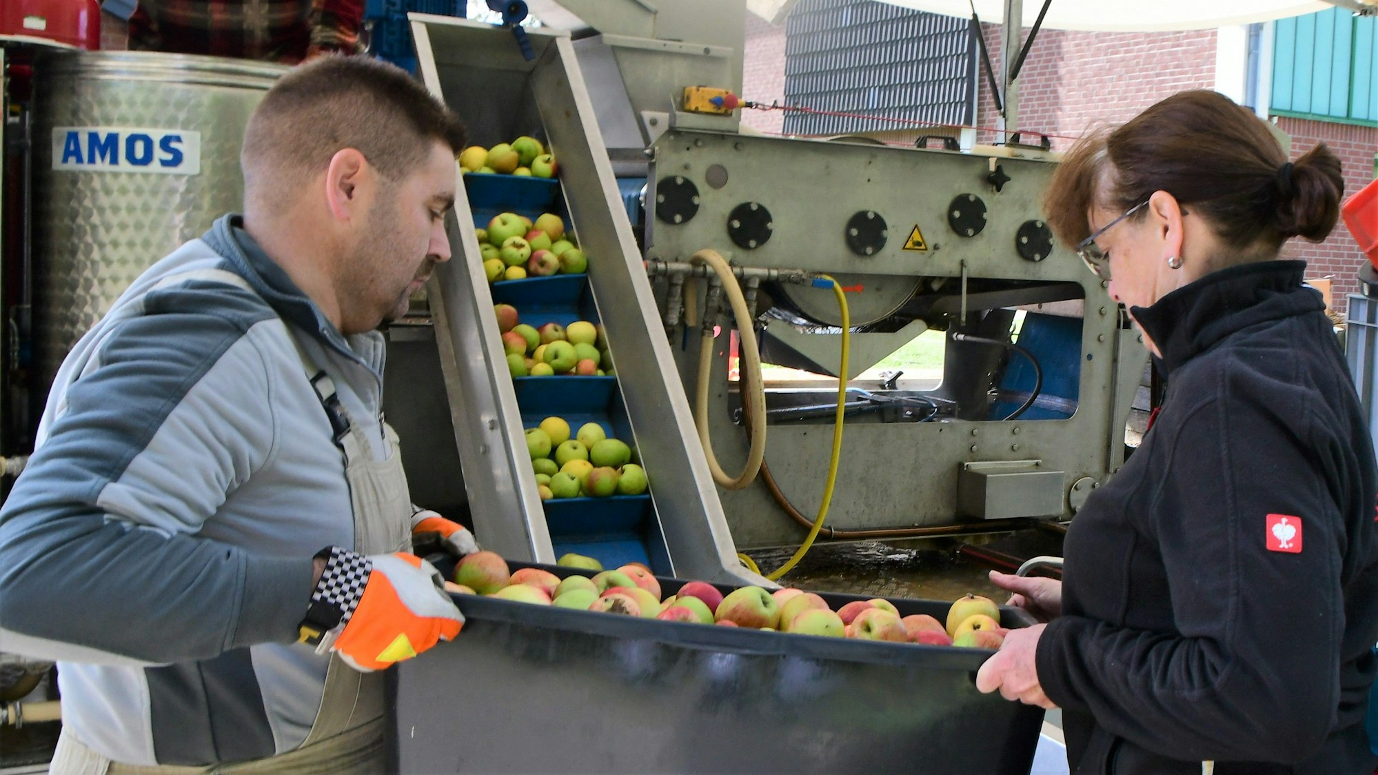 Menschen füllen Äpfel auf ein Förderband.