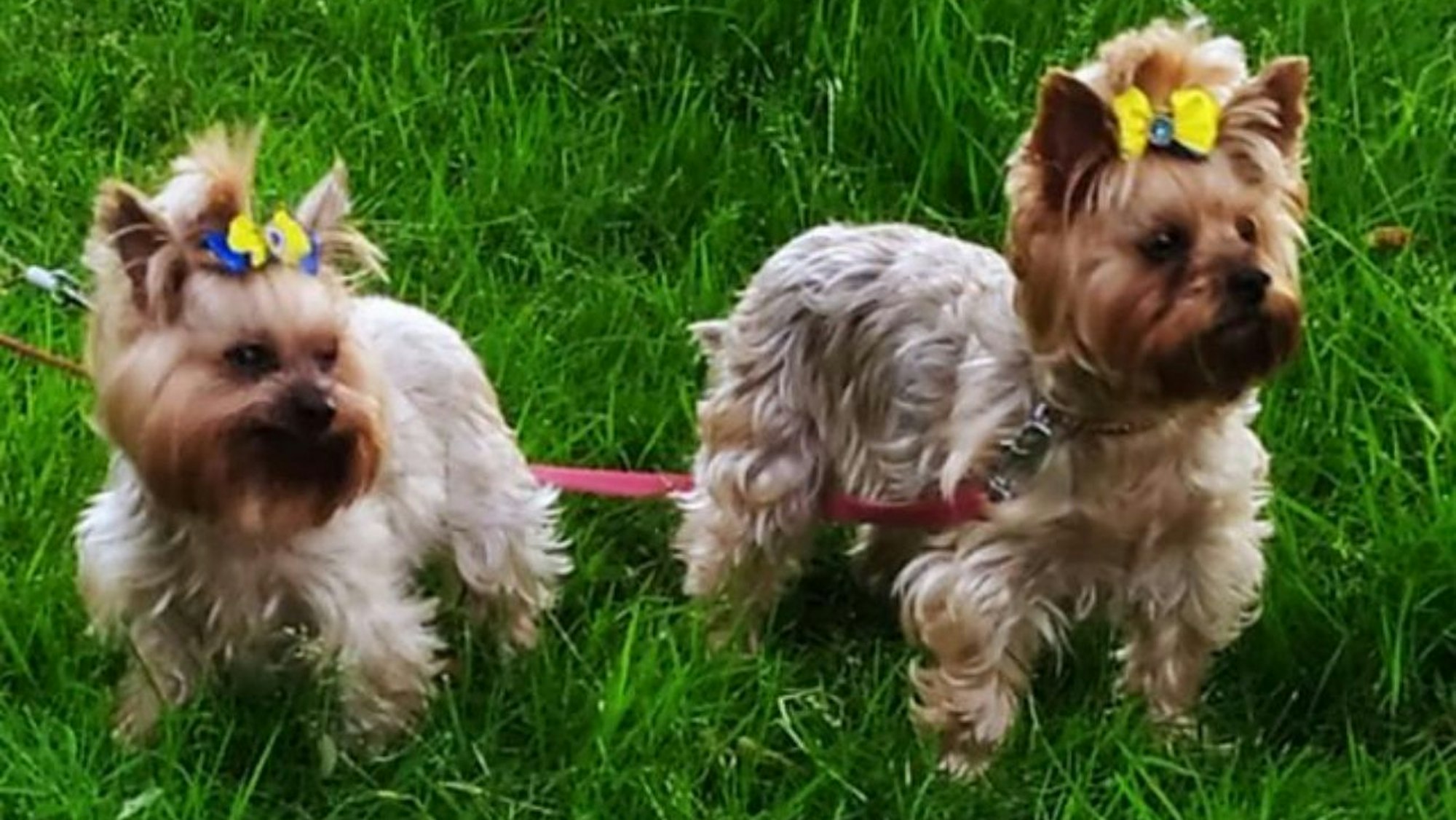 Oksanas Yorkshire Terrier sind schon im für Hunde fortgeschrittenen Alter von 11 und 13 Jahren.