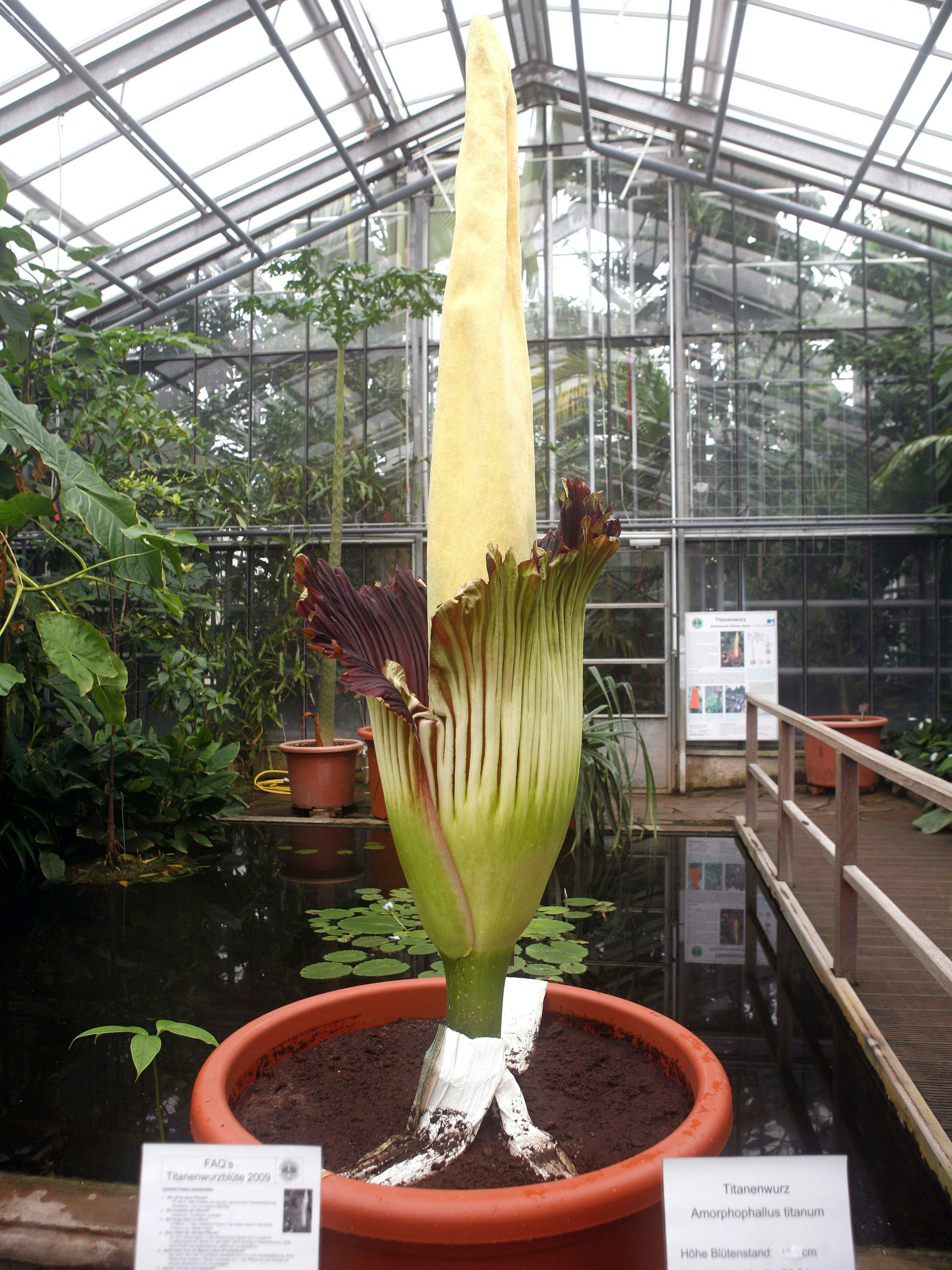Der Titanenwurz in den botanischen Gärten der Universität Bonn.