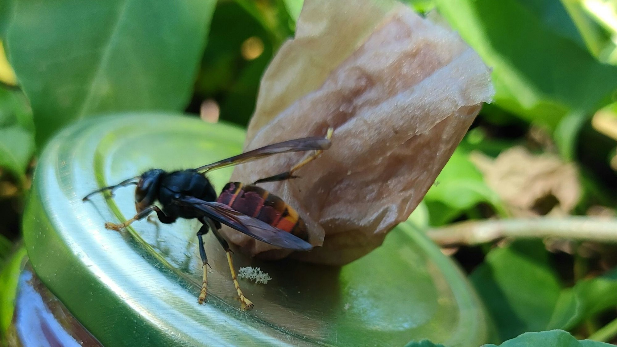 Eine Asiatische Hornisse trinkt einen Cocktail aus Bier, Wein und Zuckersirup am Locktopf.