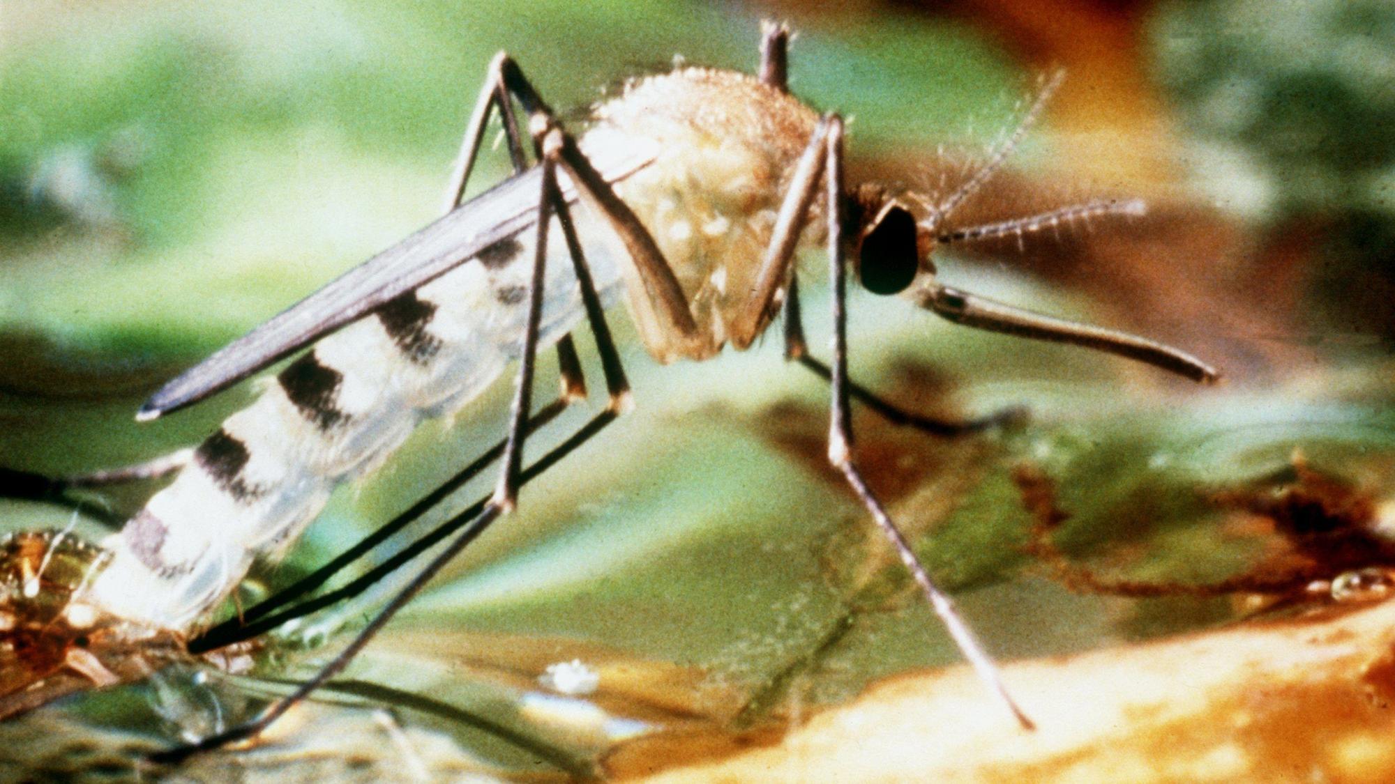 Undatiertes Foto einer Tigermücke, die zu den Überträgern des Dengue-Fiebers zählt.