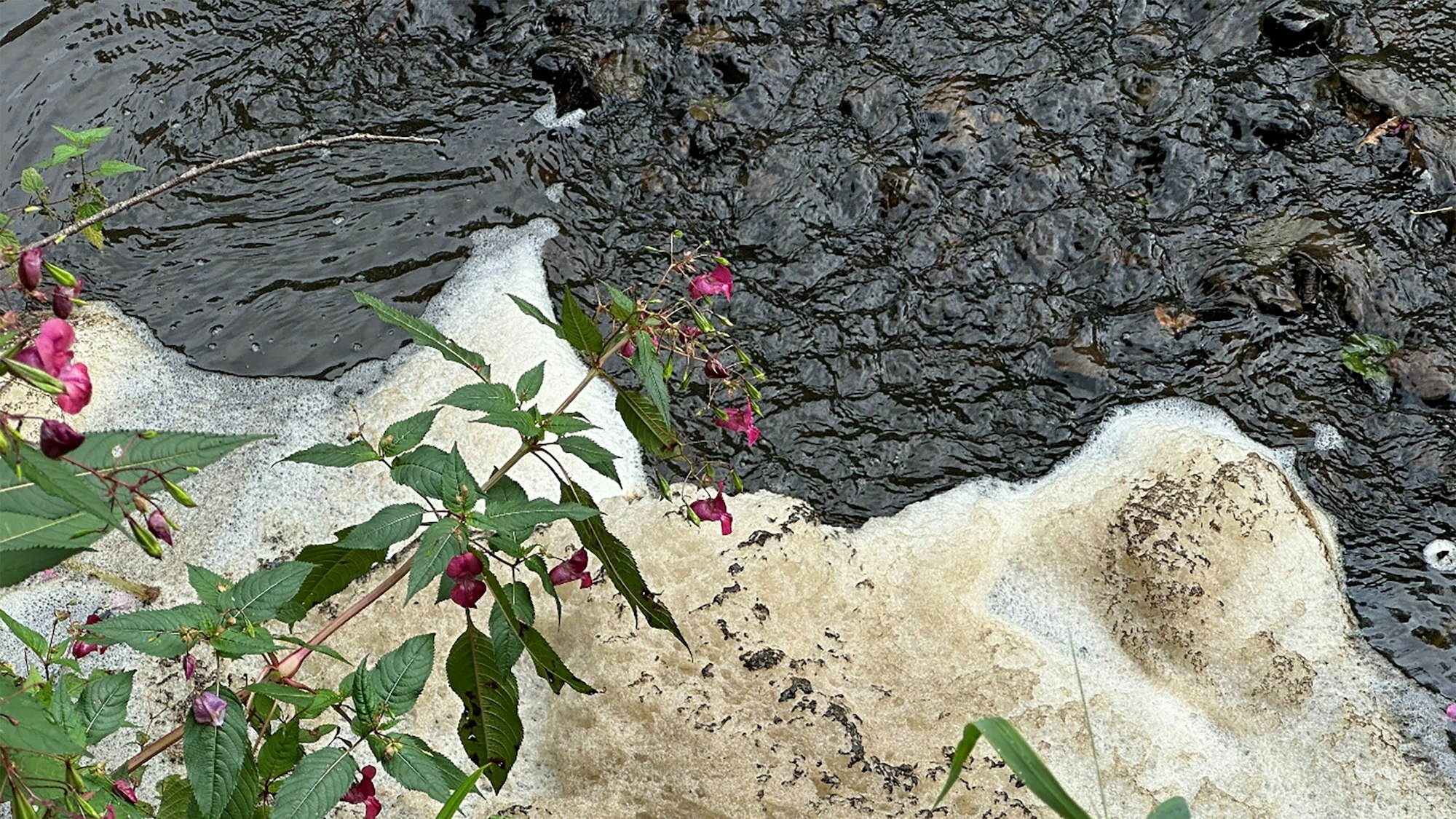 Das Foto zeigt den braun verfärbten Neyebach und Schaum, der sich gebildet hat