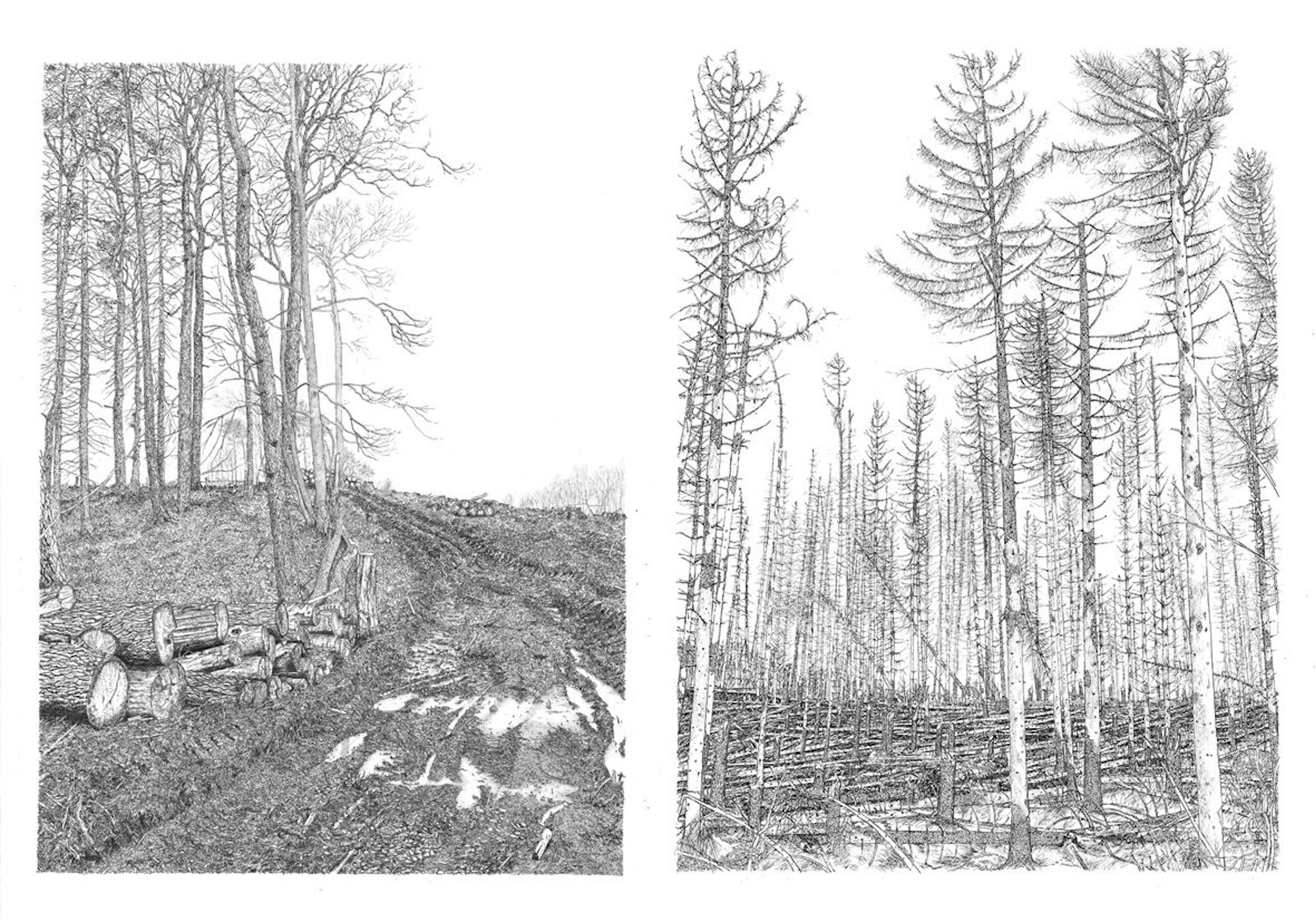 Zwei Zeichnungen von Wäldern