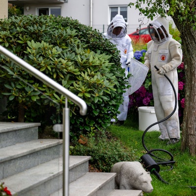 Menschen in Schutzanzügen entfernen Nester der Asiatischen Hornisse.