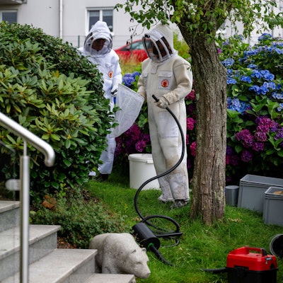 Schädlingsbekämpfer in Schutzkleidung gehen gegen ein Nest Asiatischer Hornissen vor.