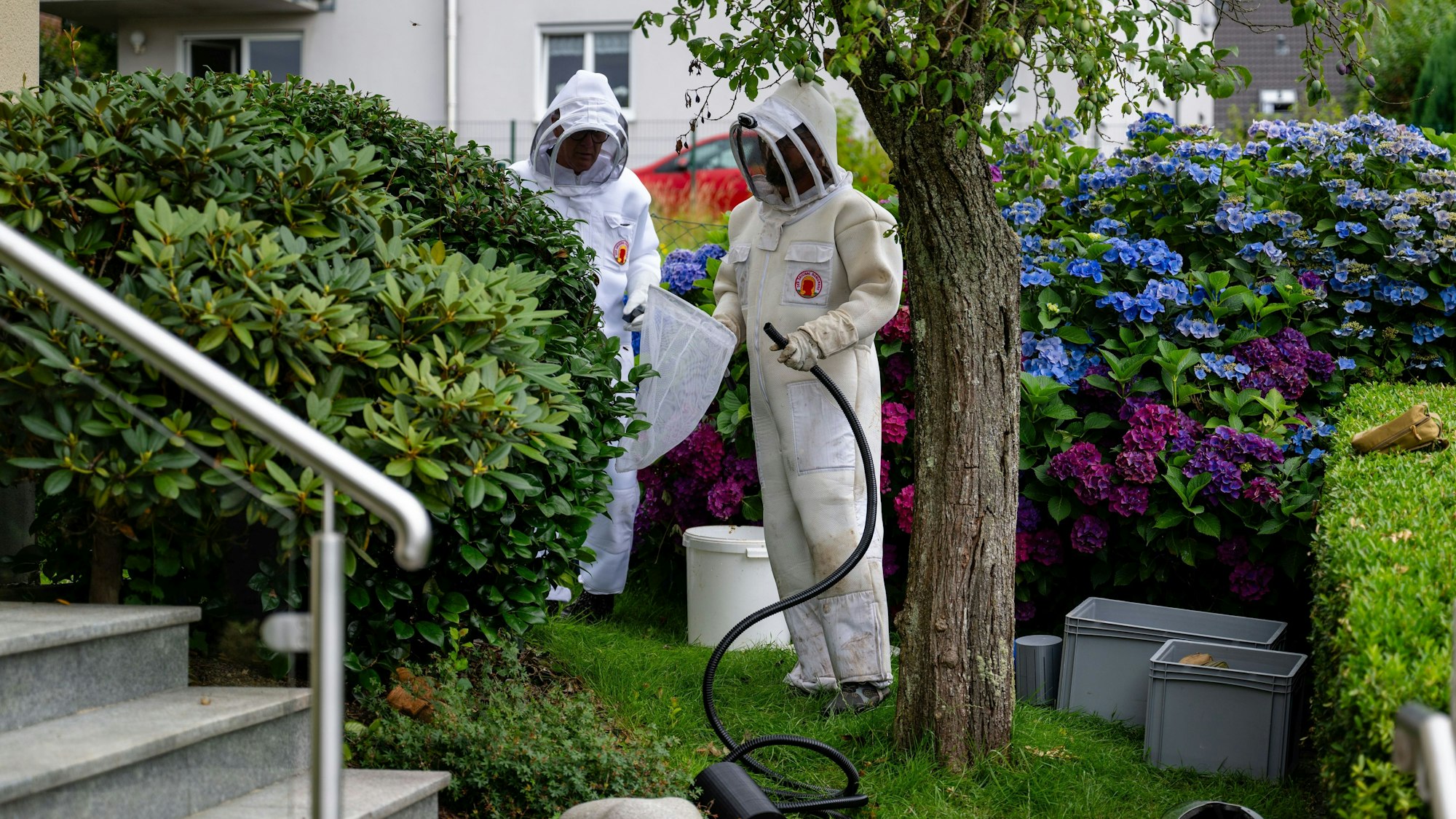 Schädlingsbekämpfer in Schutzkleidung gehen gegen ein Nest Asiatischer Hornissen vor.